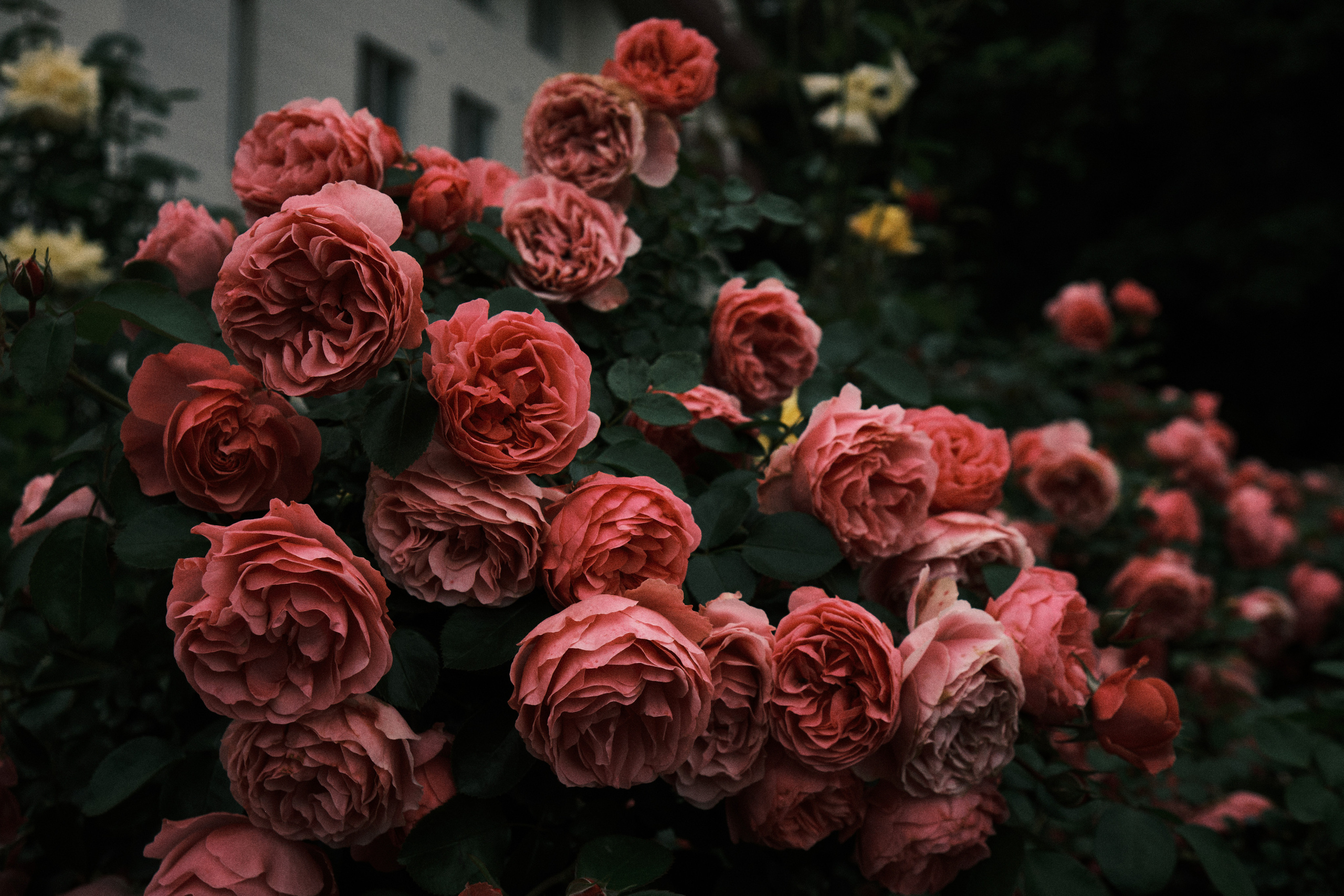 Евгений Ким