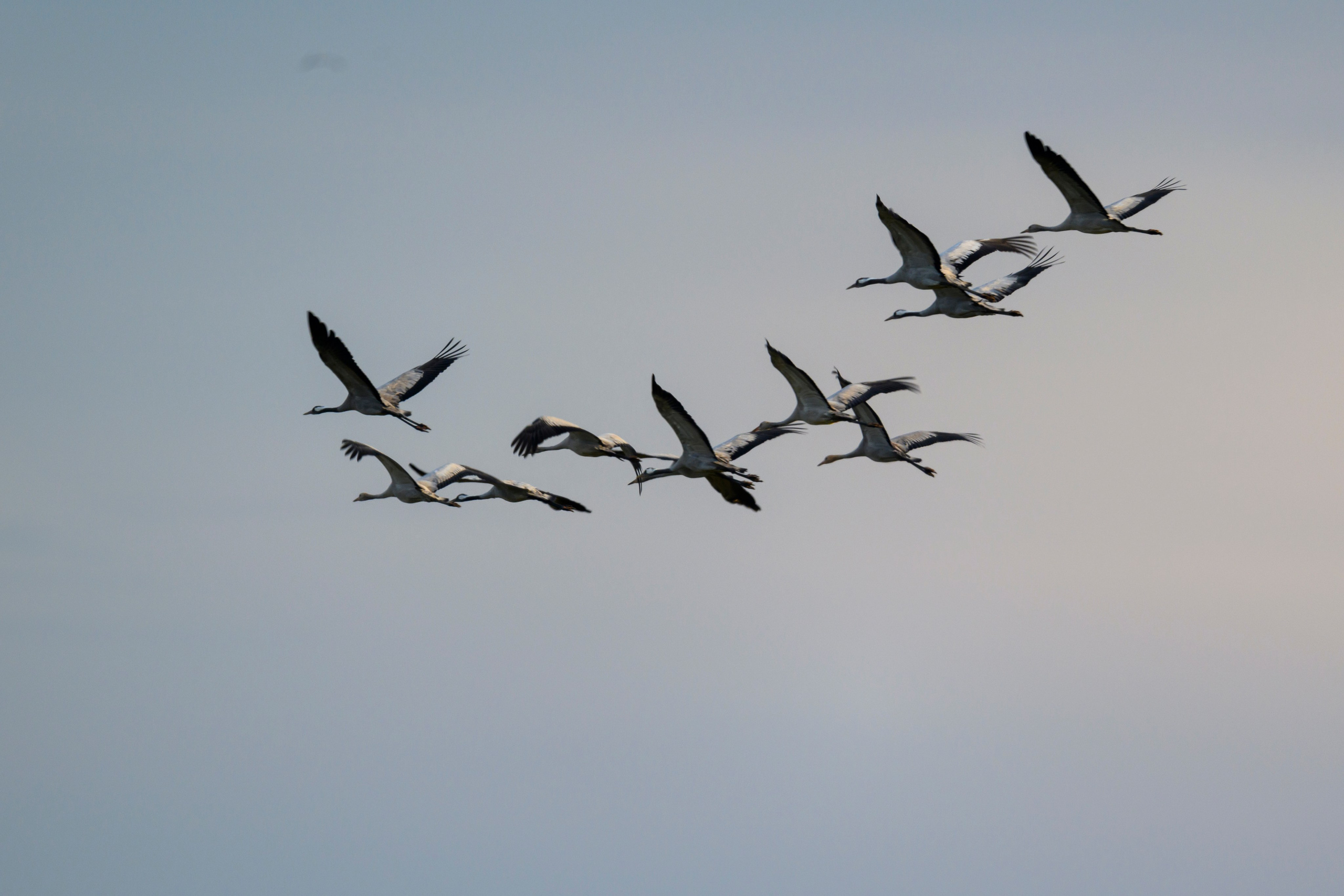 И снова журавли мимо. And again the cranes pass by. Фотограф Сергей Пупонин