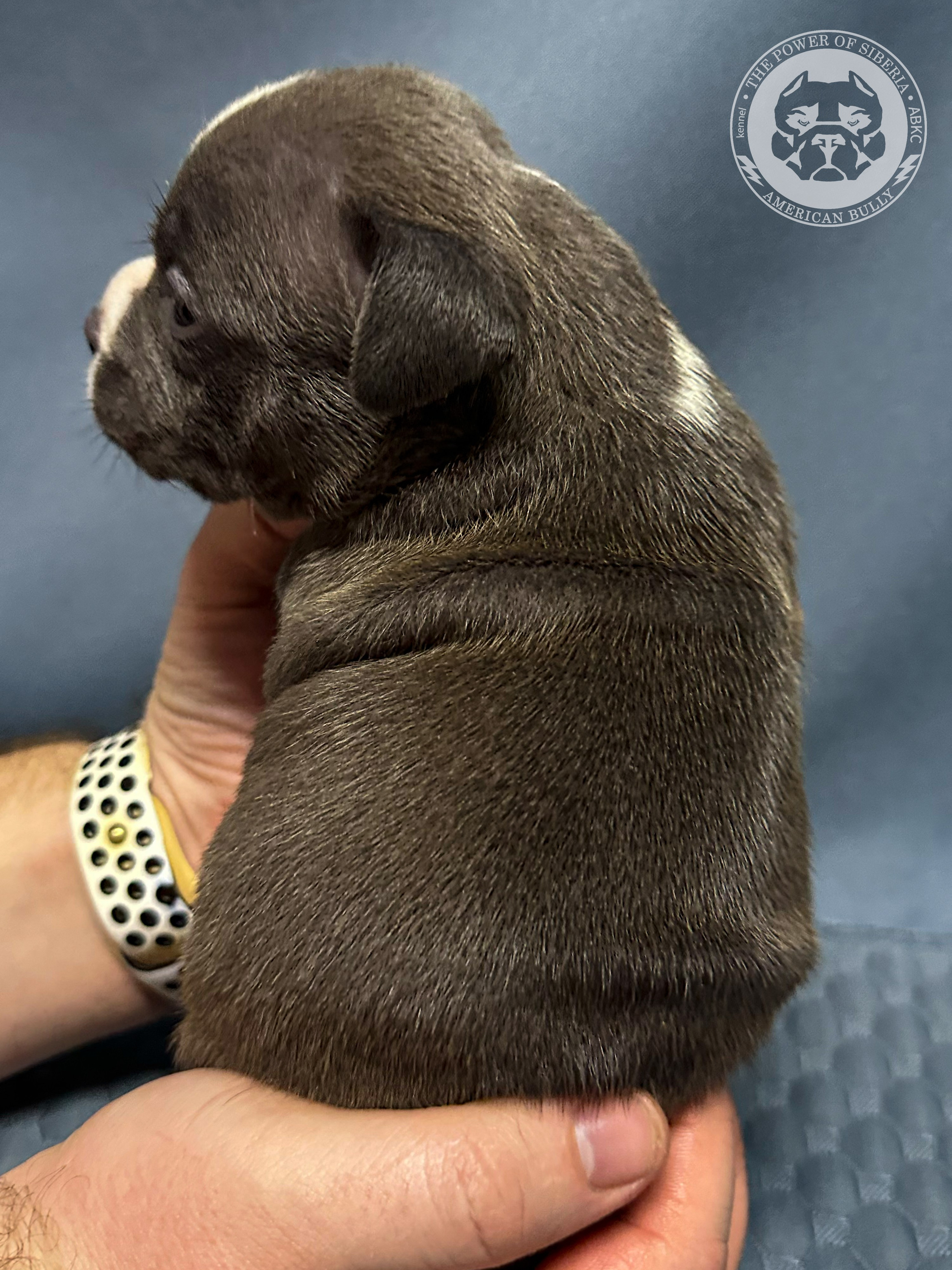 Все свободные щенки. Американский Булли в г. Ростов-на-Дону. Питомник THE POWER OF SIBERIA