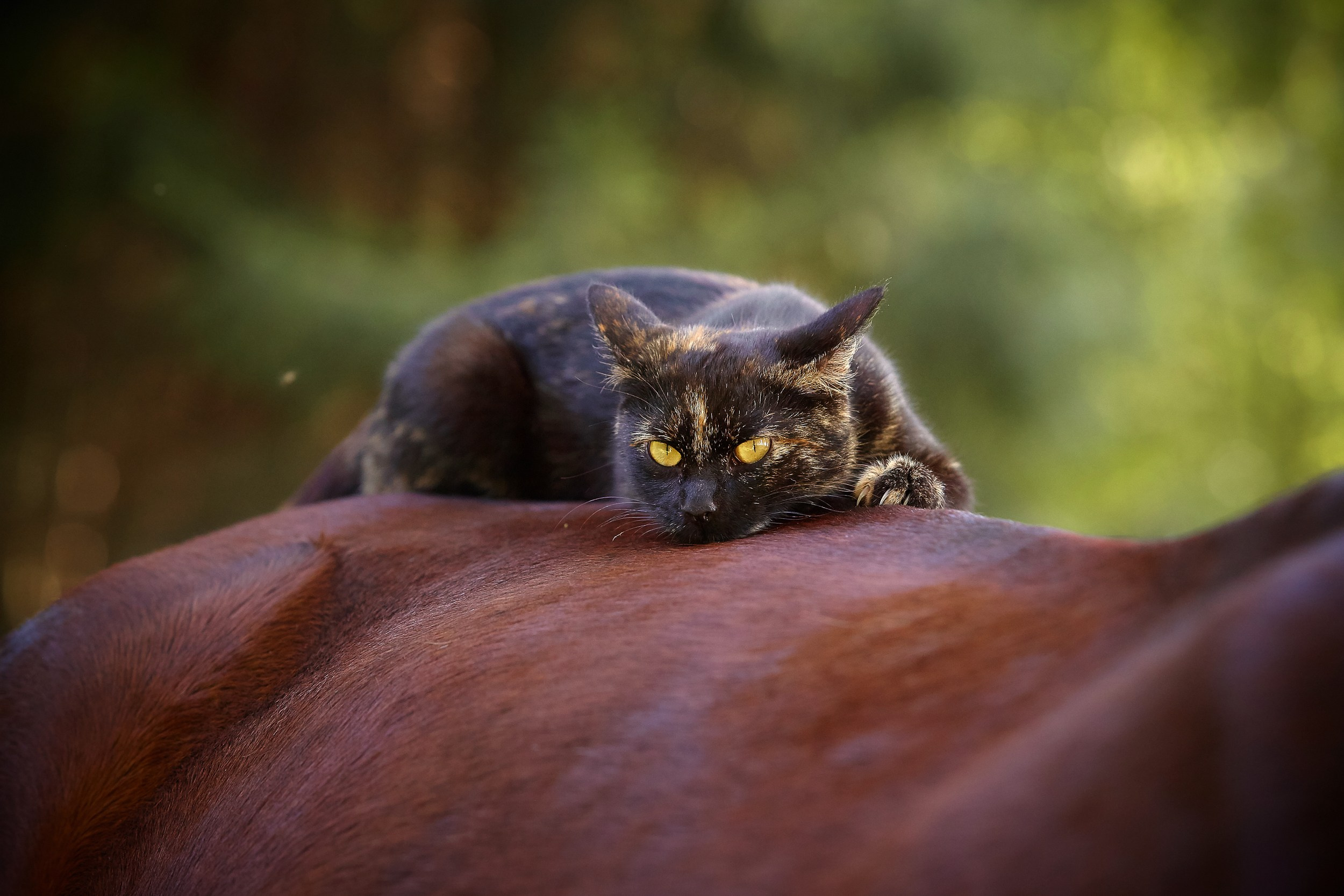 Фотосессия с лошадьми Фотограф Михаил Семенов, г. Ярославль