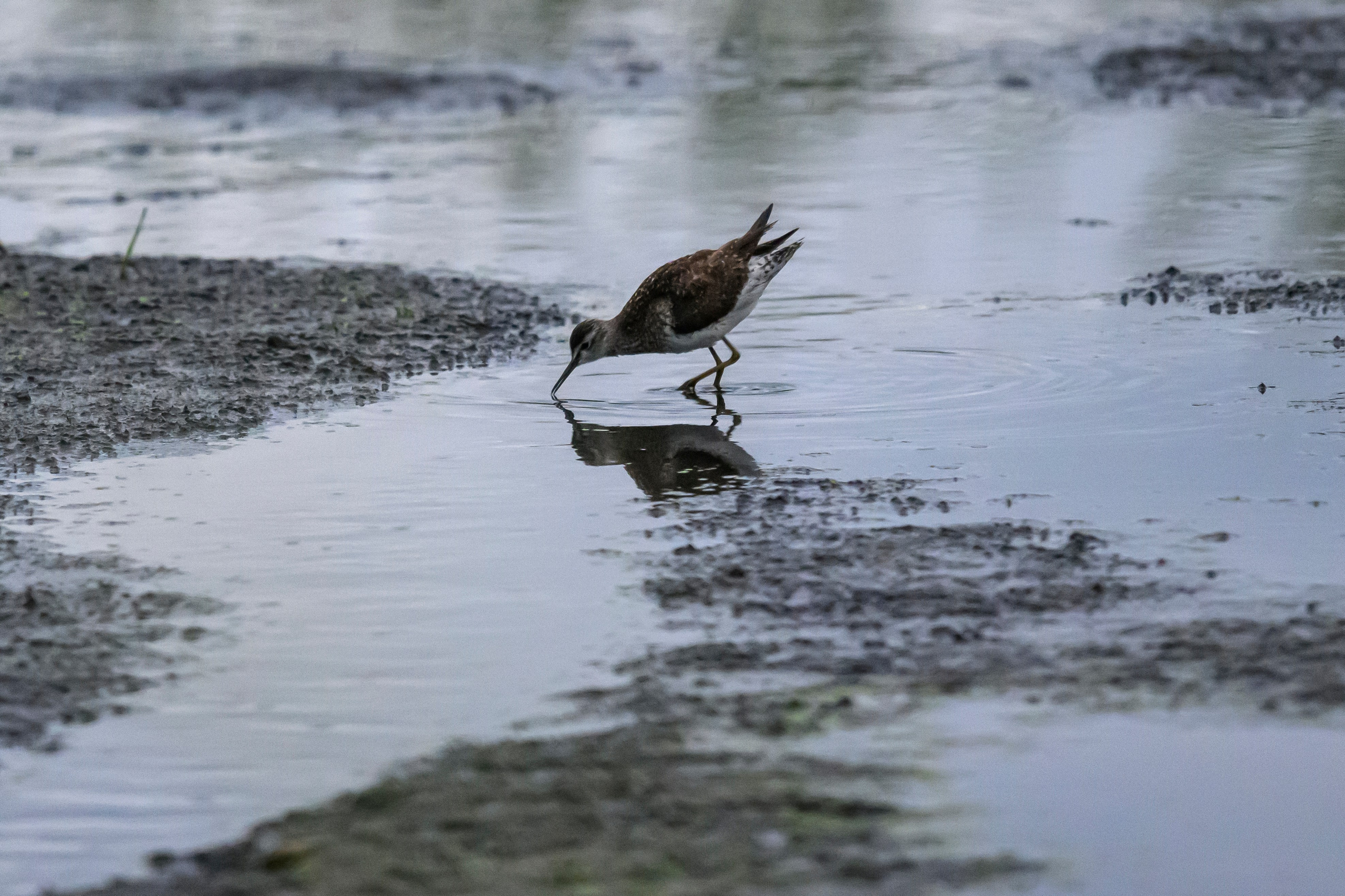 Фифи. Wood Sandpiper. Фотограф Сергей Пупонин