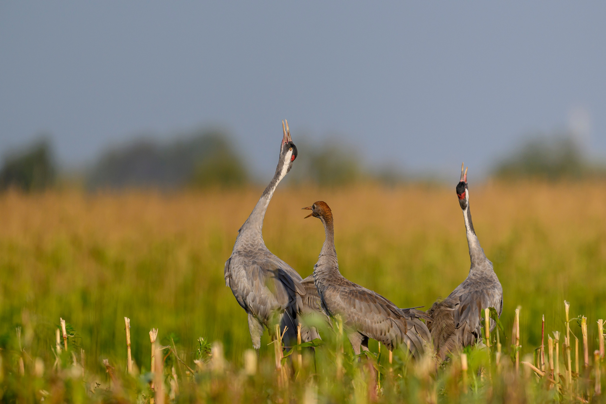 Журавли. The Cranes. Фотограф Сергей Пупонин