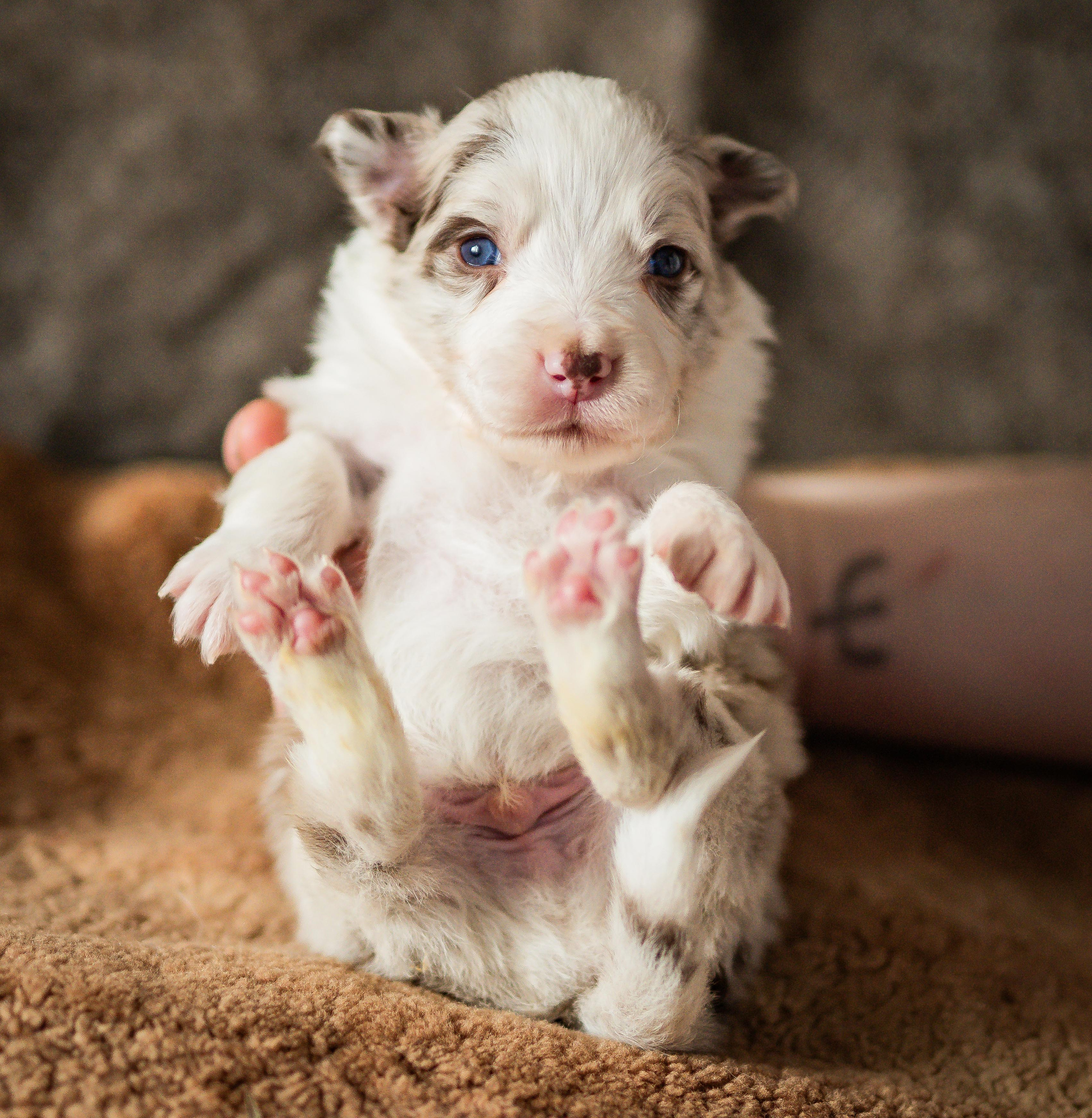 Фритсвит. Семейный фотограф Ефремова Виктория