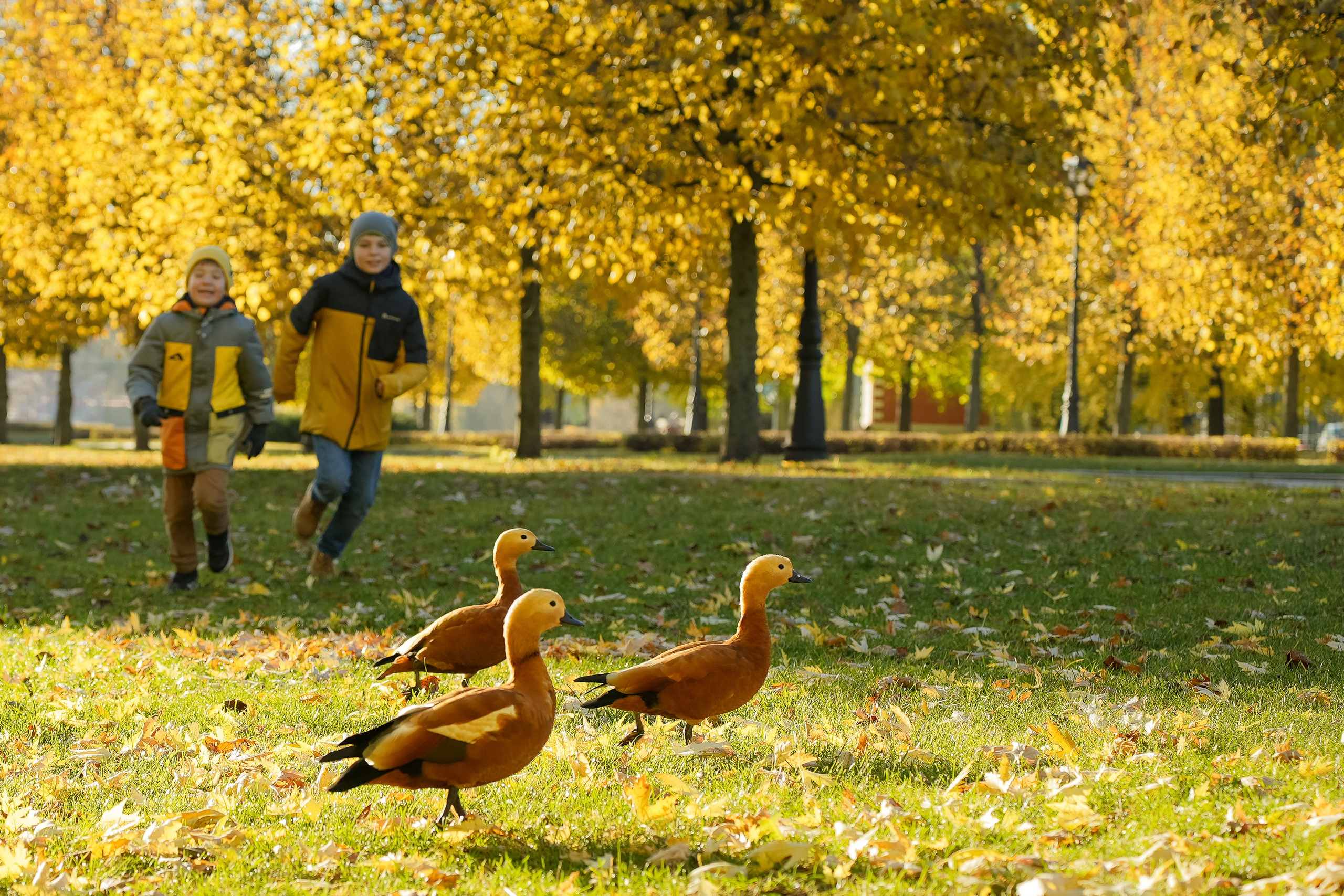 Семья на фотопрогулке золотой осенью