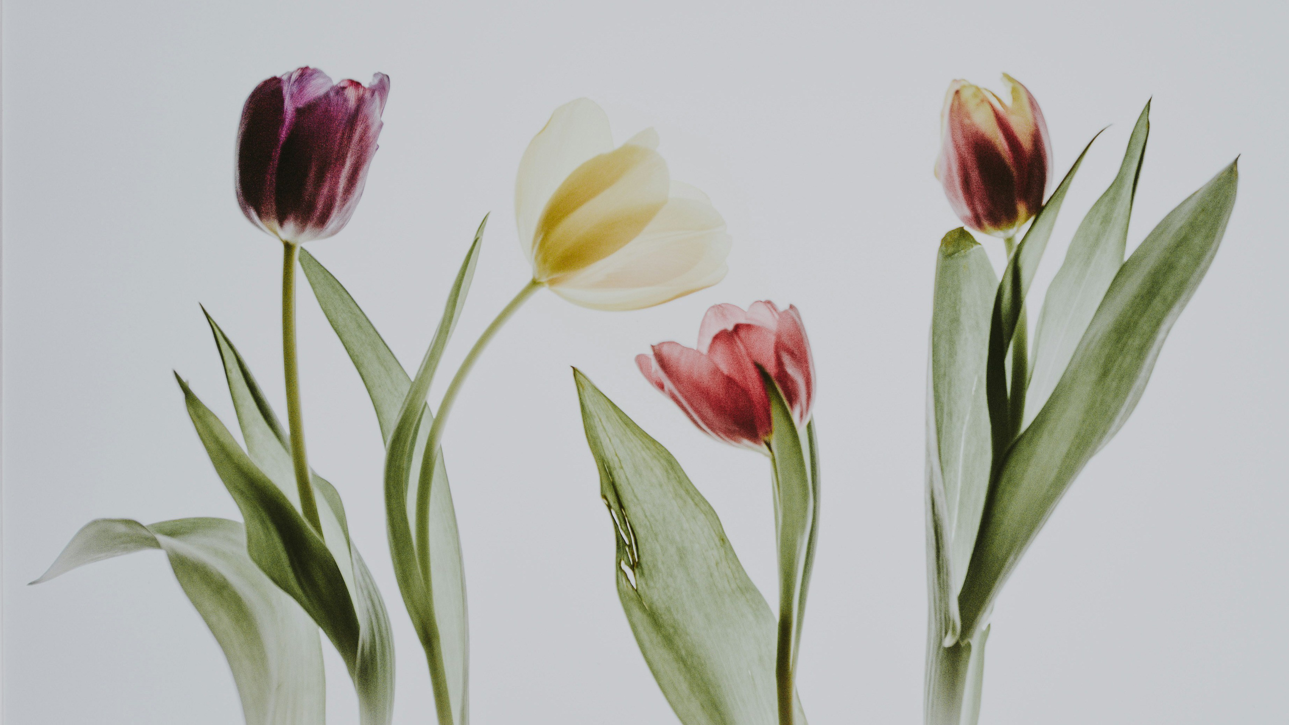 Цветочный магазин Ботаника78