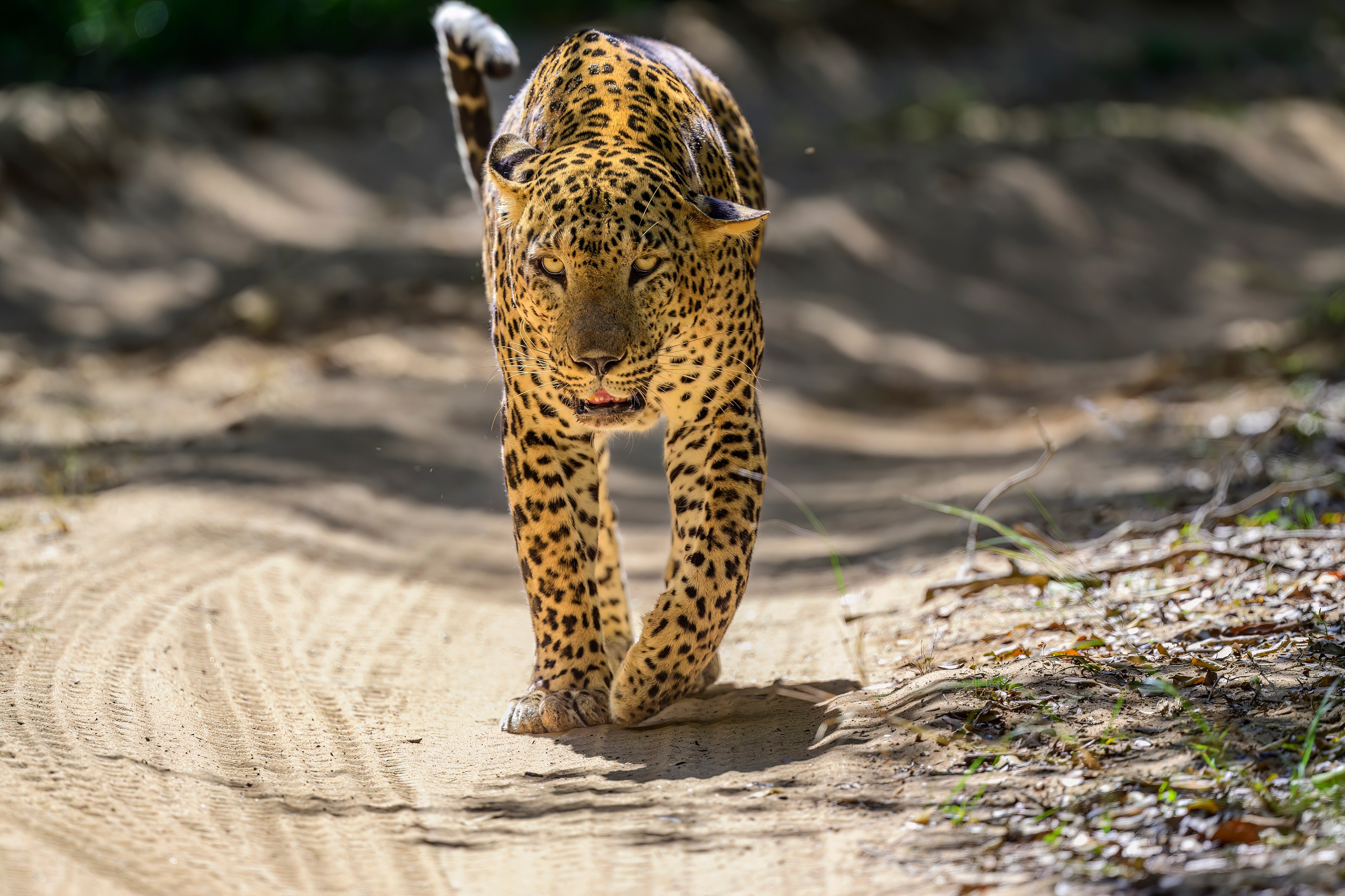Большие кошки | Big cats. Фотограф Сергей Пупонин