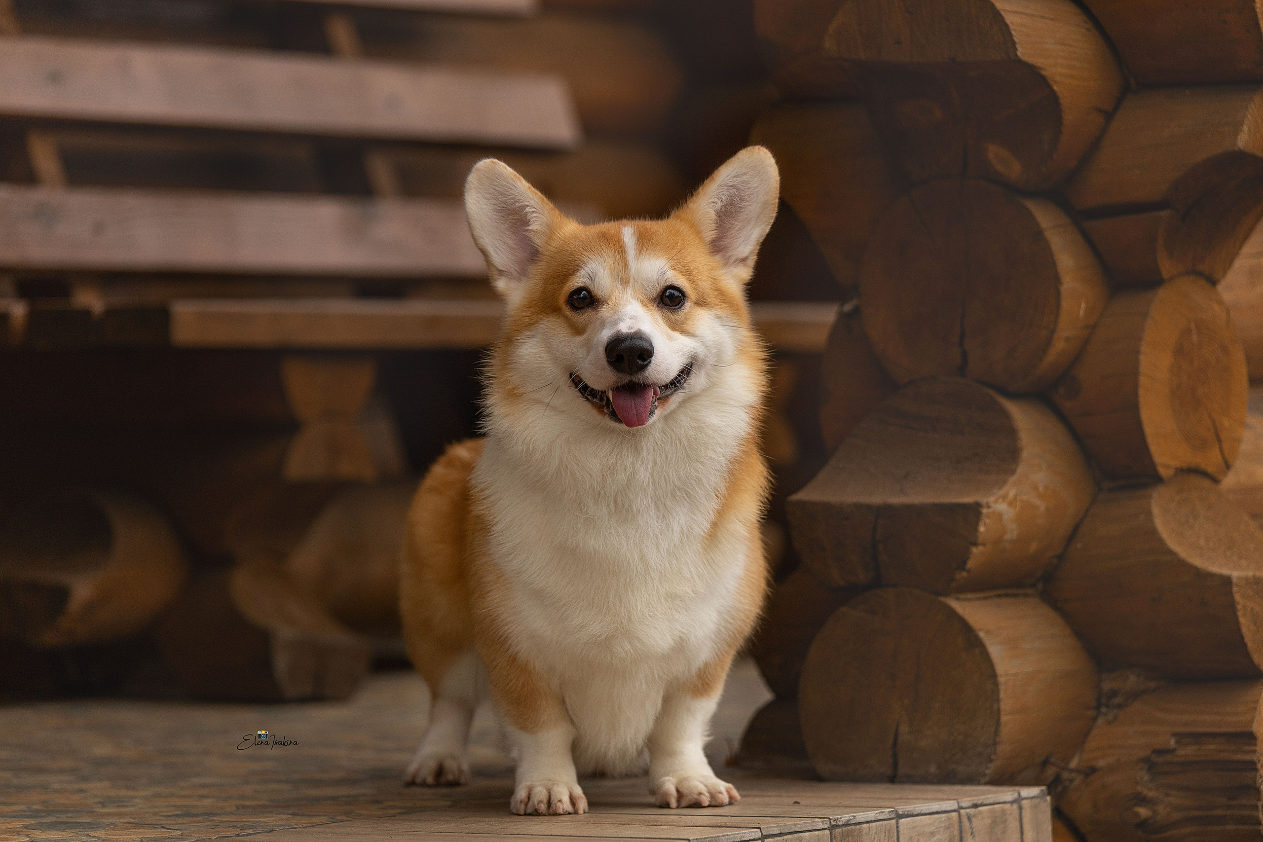 Ларри. Купить щенка Вельш-корги-кардиган в семейном питомнике — Ice Fantasy