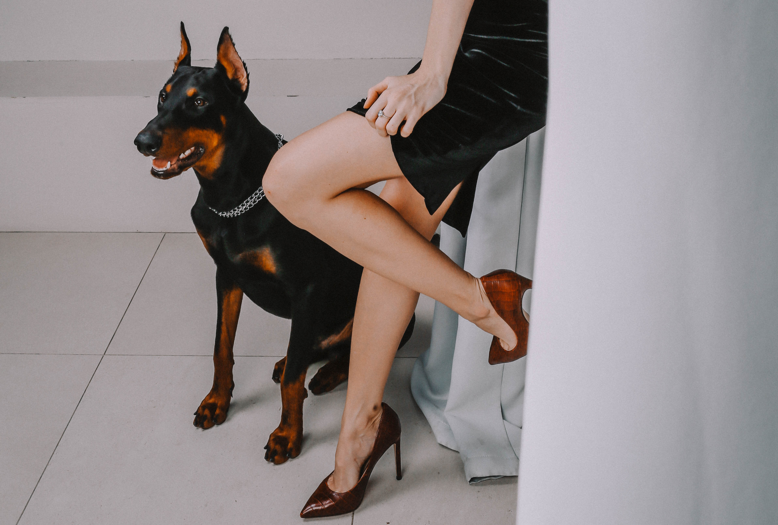 Фотосессия с доберманом Санкт-Петербург. Доберман для съемки. Собака модель. Идеи для фотосессии с животным.