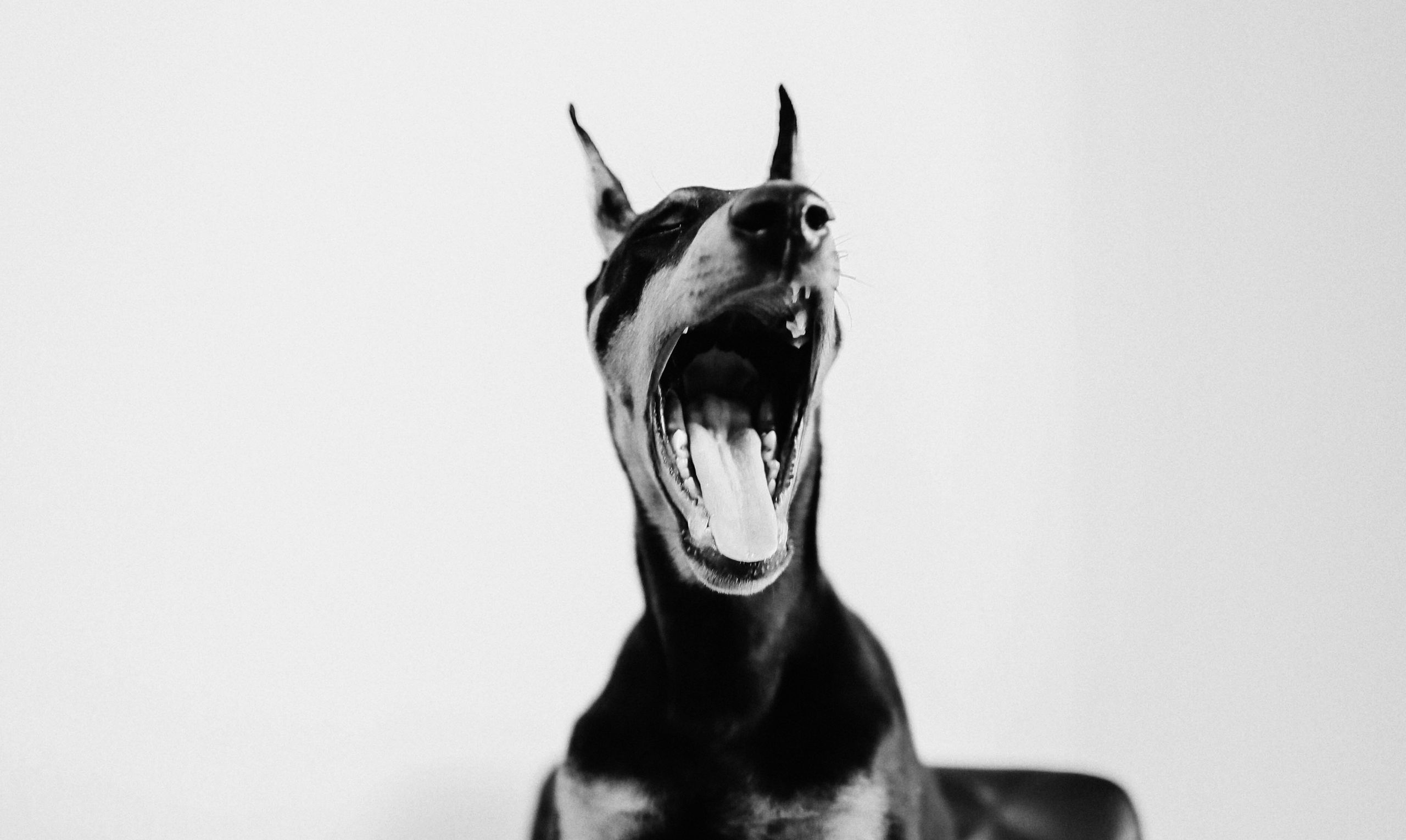 Фотосессия с доберманом. Твой снимок СПб