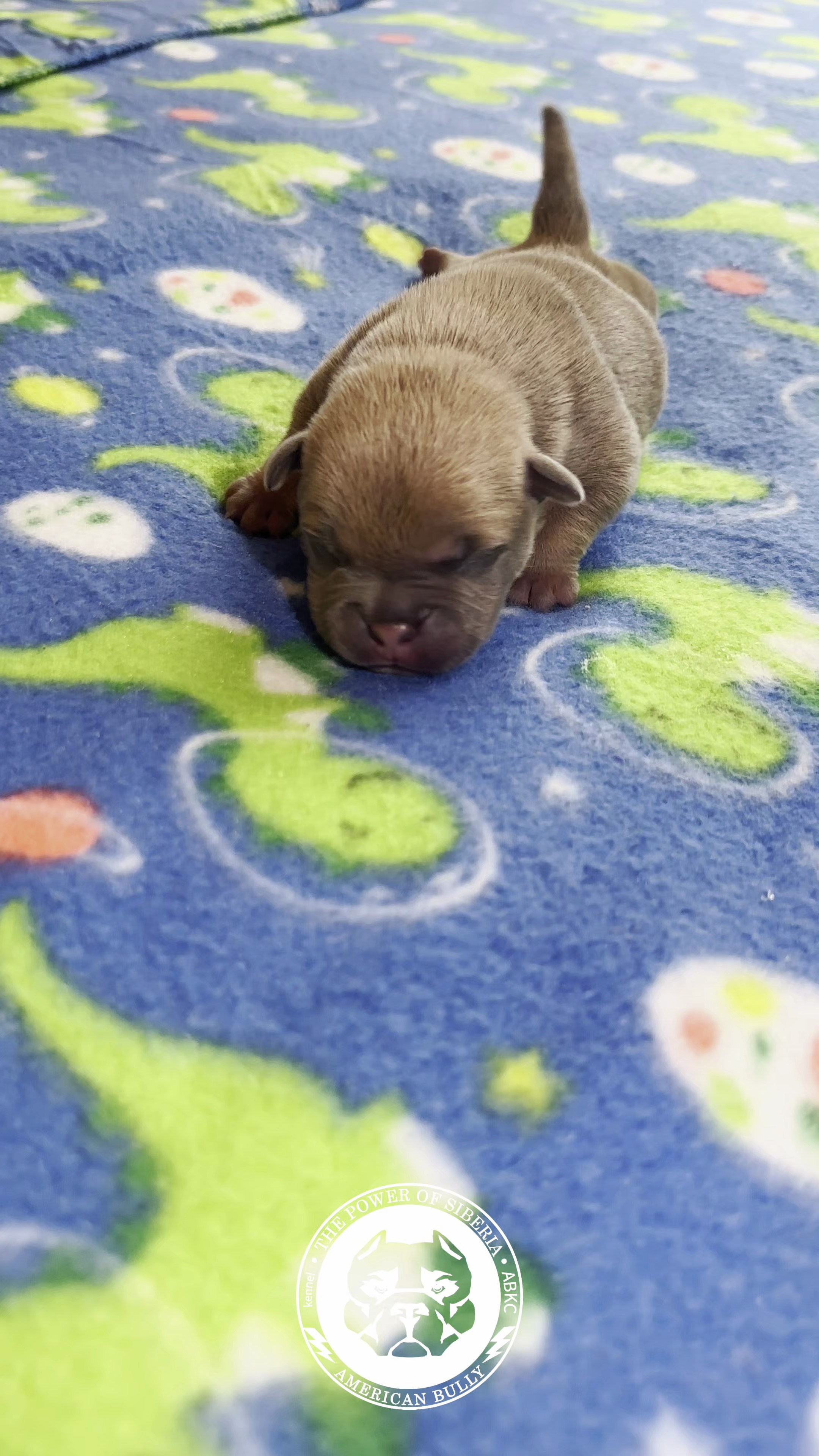 Все свободные щенки. Американский Булли в г. Ростов-на-Дону. Питомник THE POWER OF SIBERIA