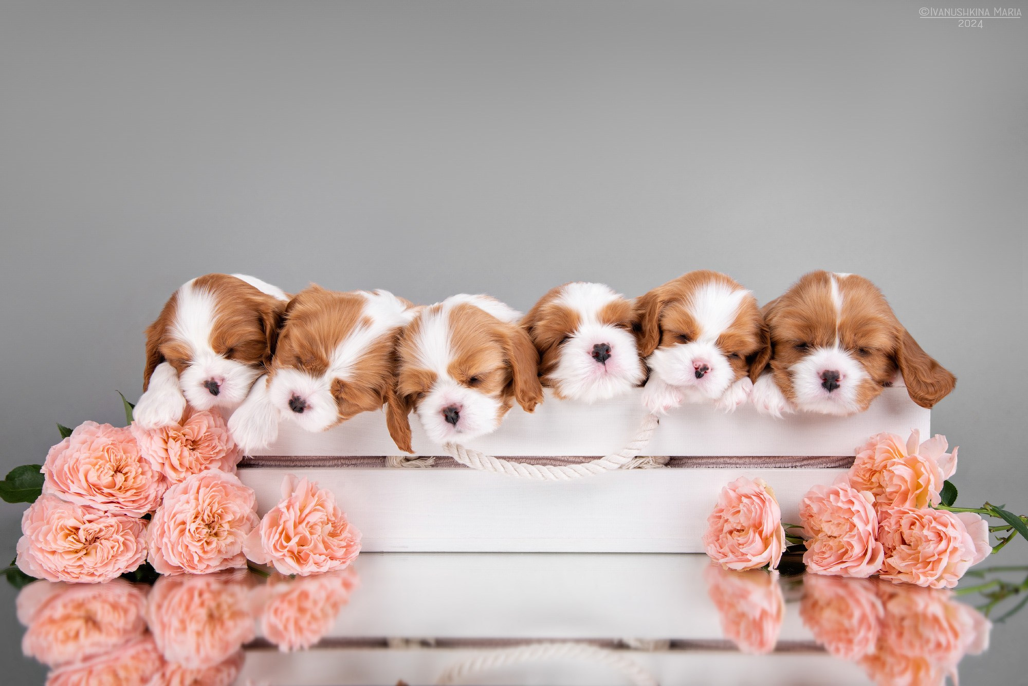 Фотосессия щенков на фонах. Фотограф собак в Москве и Московской области Иванушкина Мария
