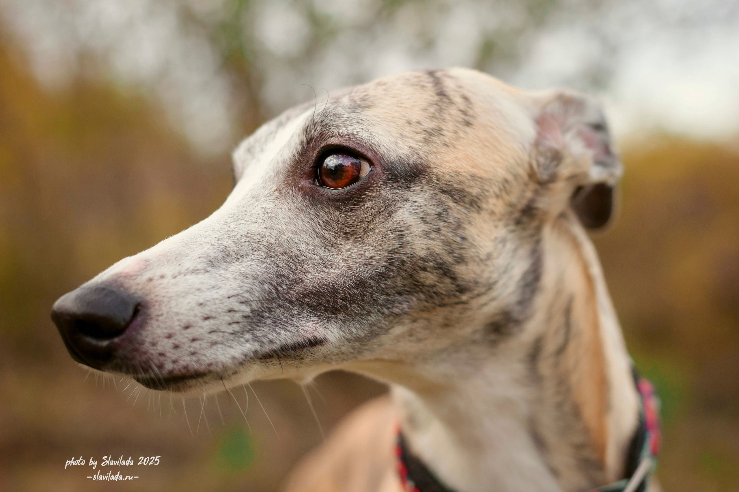 Рассвет. Slavilada-Лапки. Свет. Любовь… Профессиональная фотосессия питомцев Для памяти, пристройства и продажи. Хабаровск