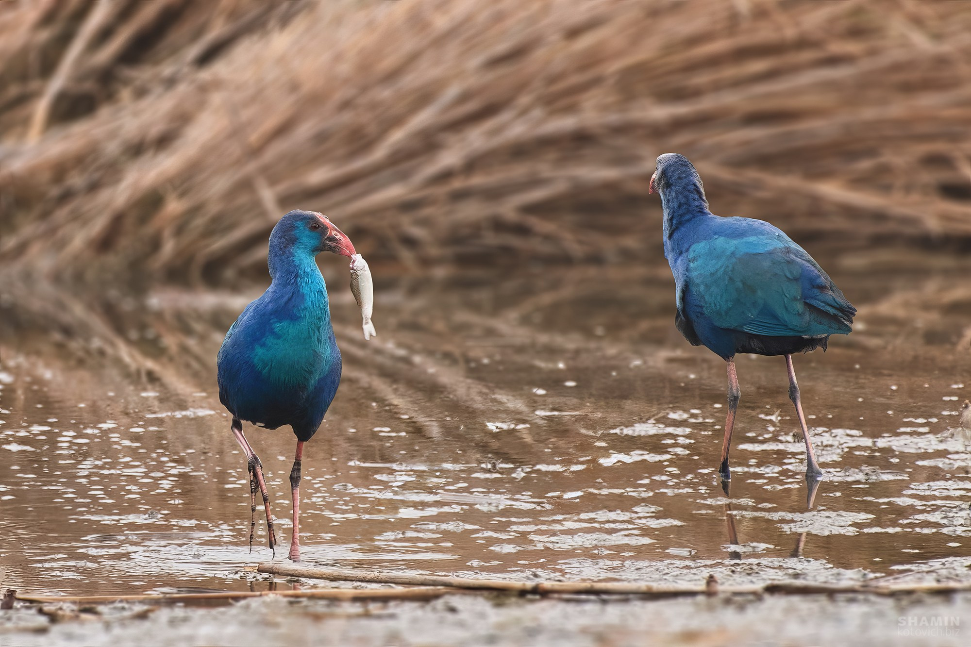 Проект 365. Фотограф Константин Шамин