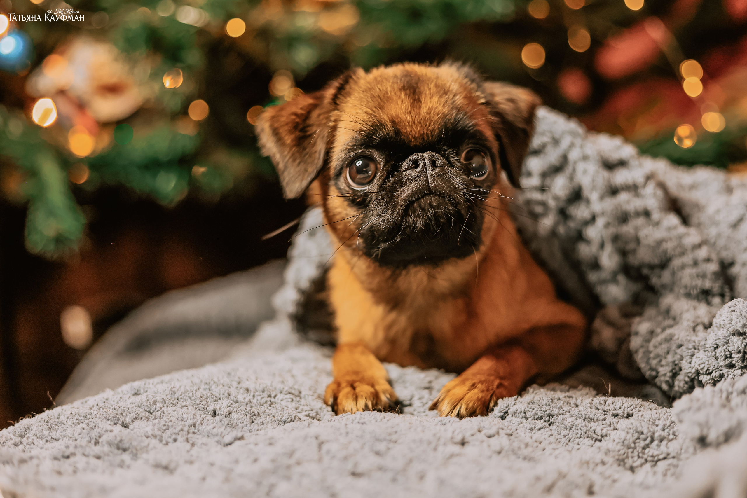 Малый брабансон, фотография брабансон, красивая собака, фотограф анималист, фотокурс Анималистика, научиться фотографировать собак, фотограф Новосибирск