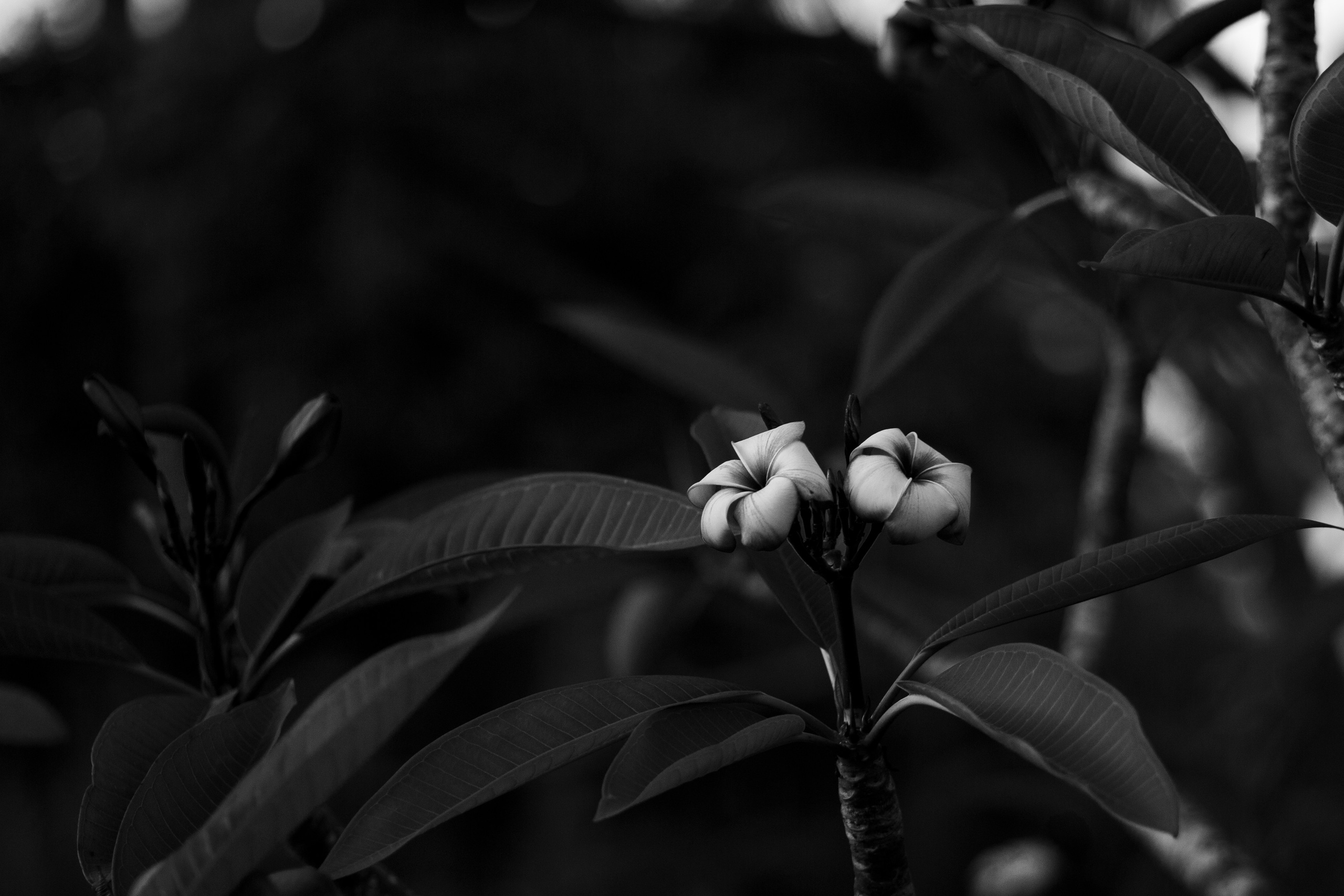 Таиланд. Фотограф Даша Омельченко