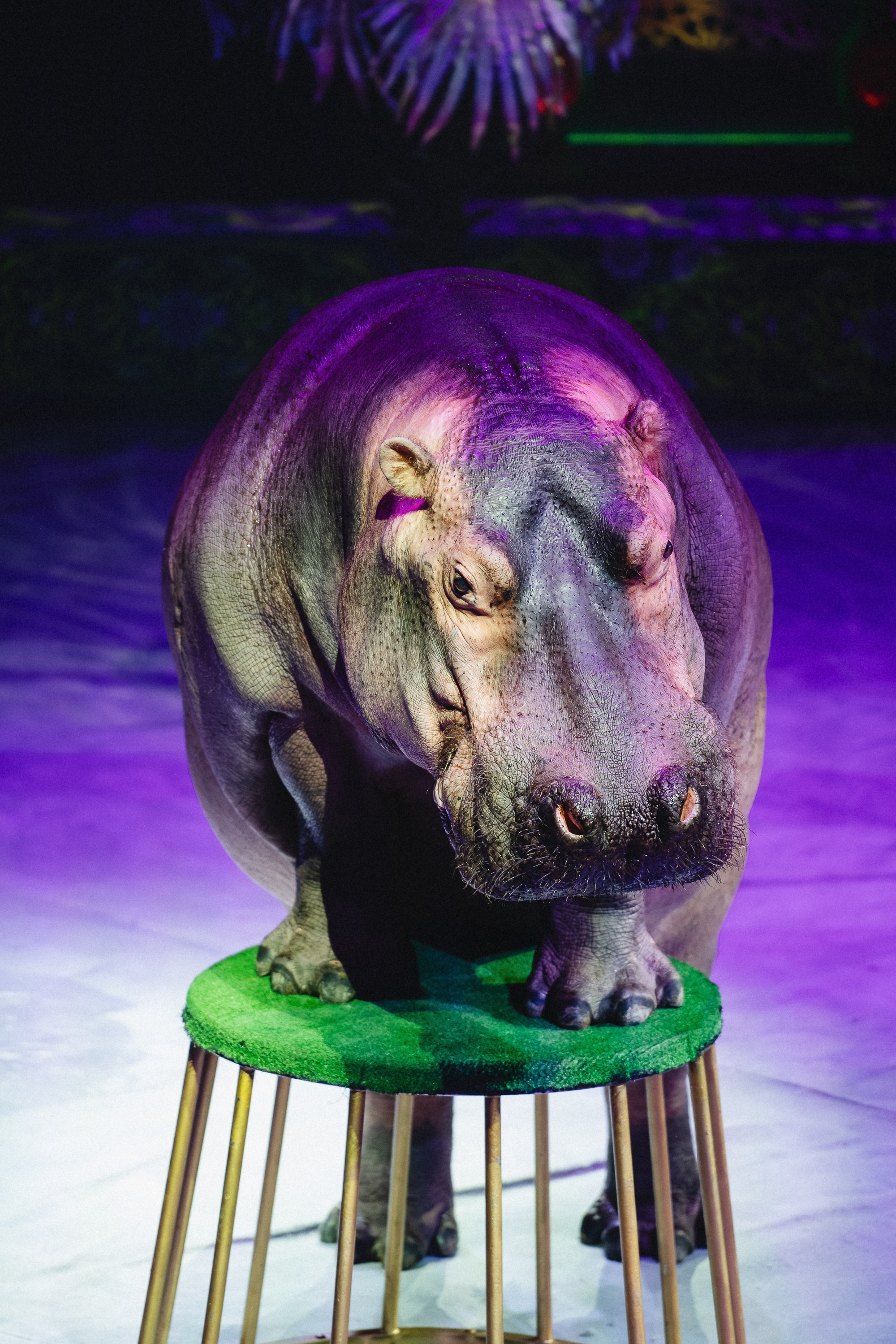 Пресс-показ шоу «Песчаная Сказка». Воробьева Ксения — Спортивный и танцевальный фотограф Новосибирск