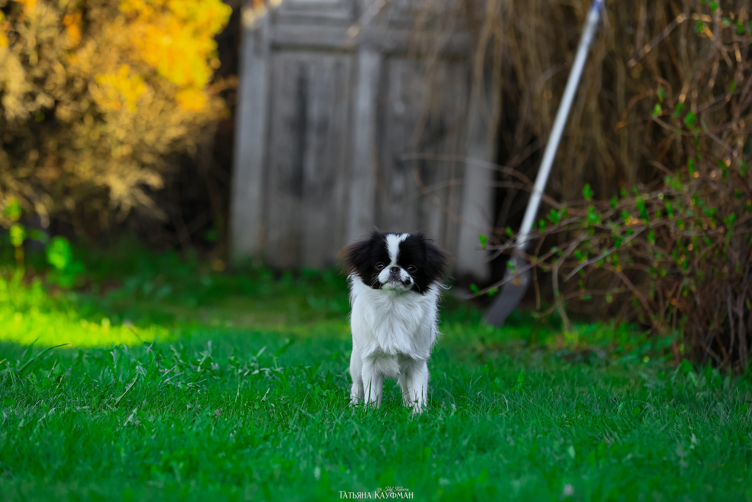 Японский хин, фотография японский хин, собака в цветах, красивая собака, фотограф анималист, фотокурс Анималистика, научиться фотографировать собак, фотограф Новосибирск
