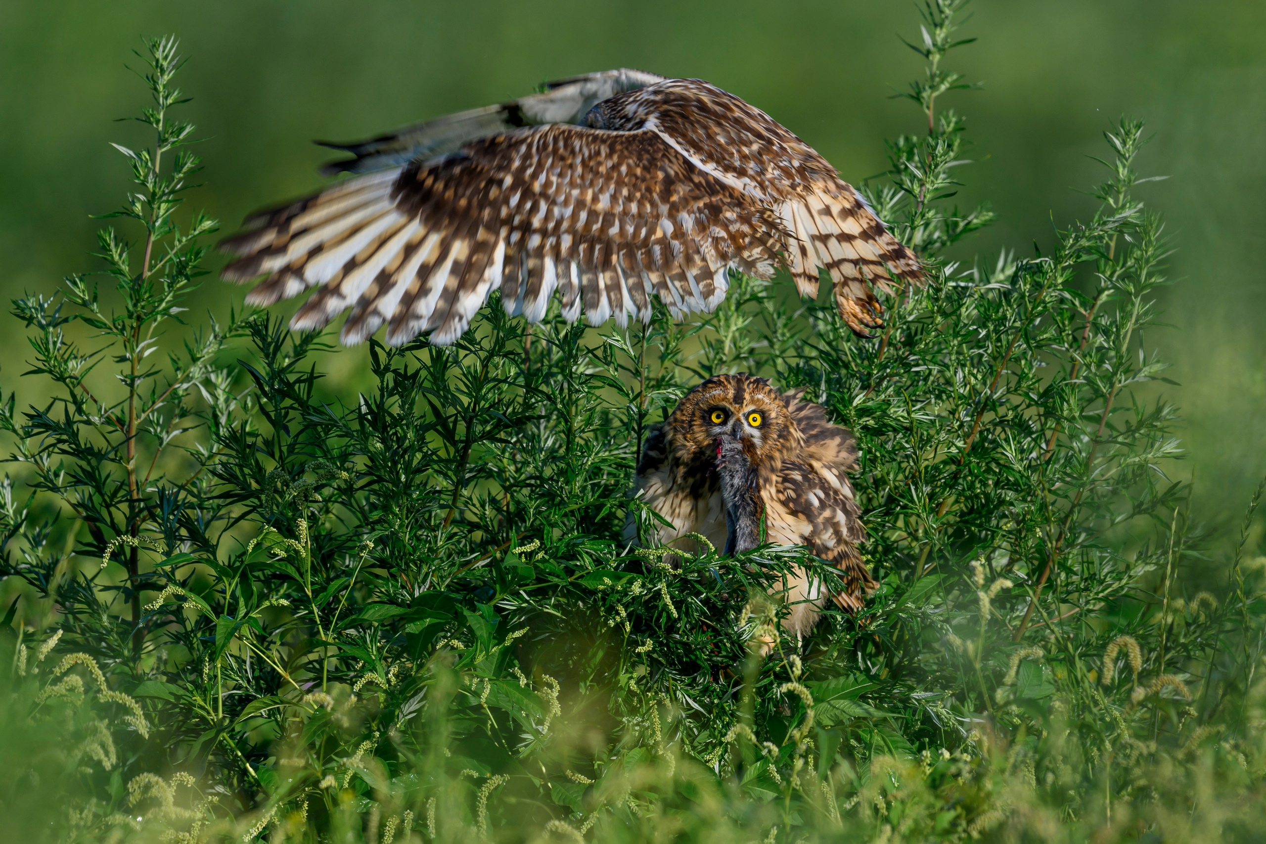 Битва сов и кормление совят. The Owl Battle and Feeding the Nestlings. Фотограф Сергей Пупонин