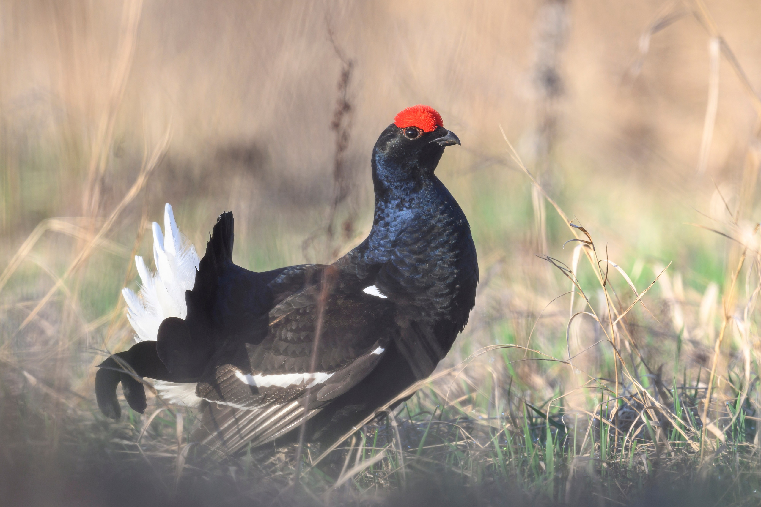 Тетерев. Wildlife photography by Sergey Puponin