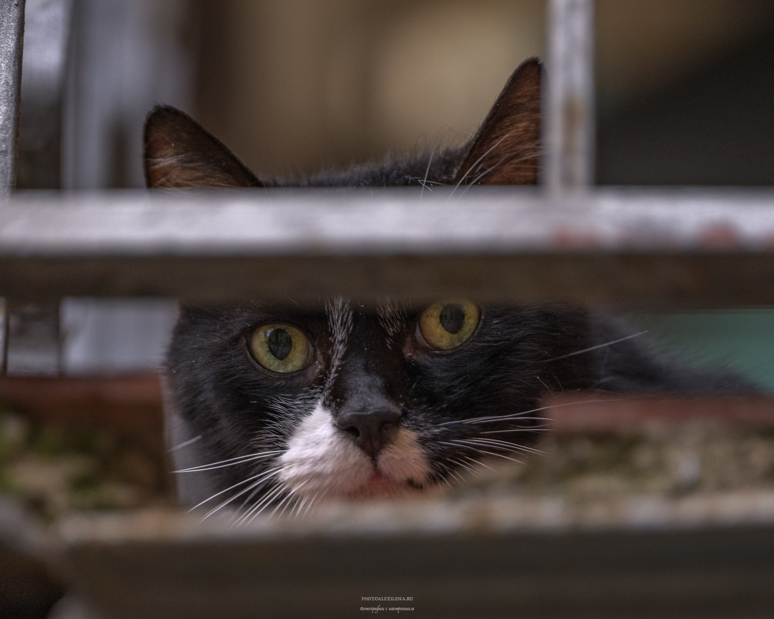 Кастельмуцио. Авторские стильные фотокартины