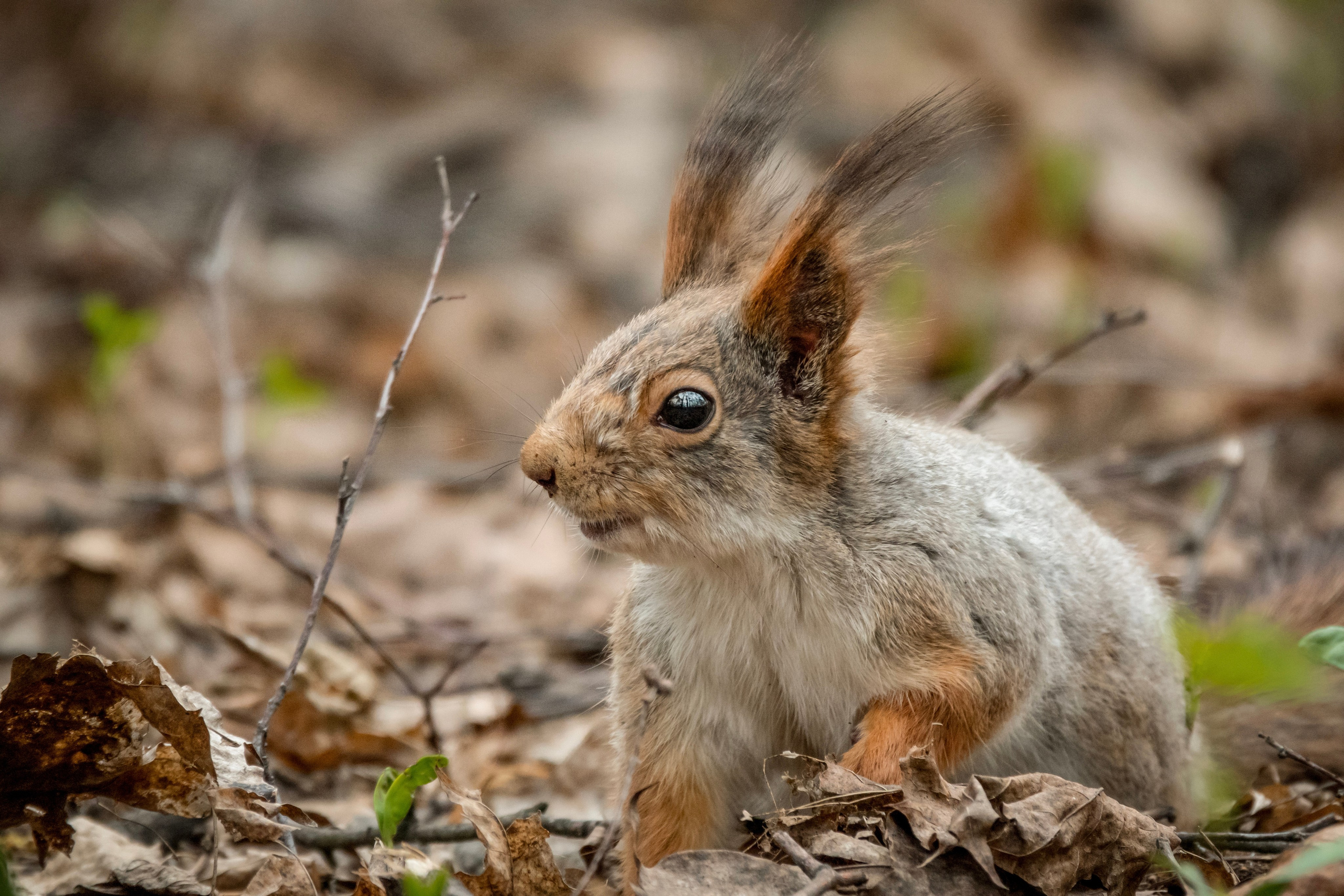 Белочки. Фотограф-анималист в Москве Юлия Лайхо