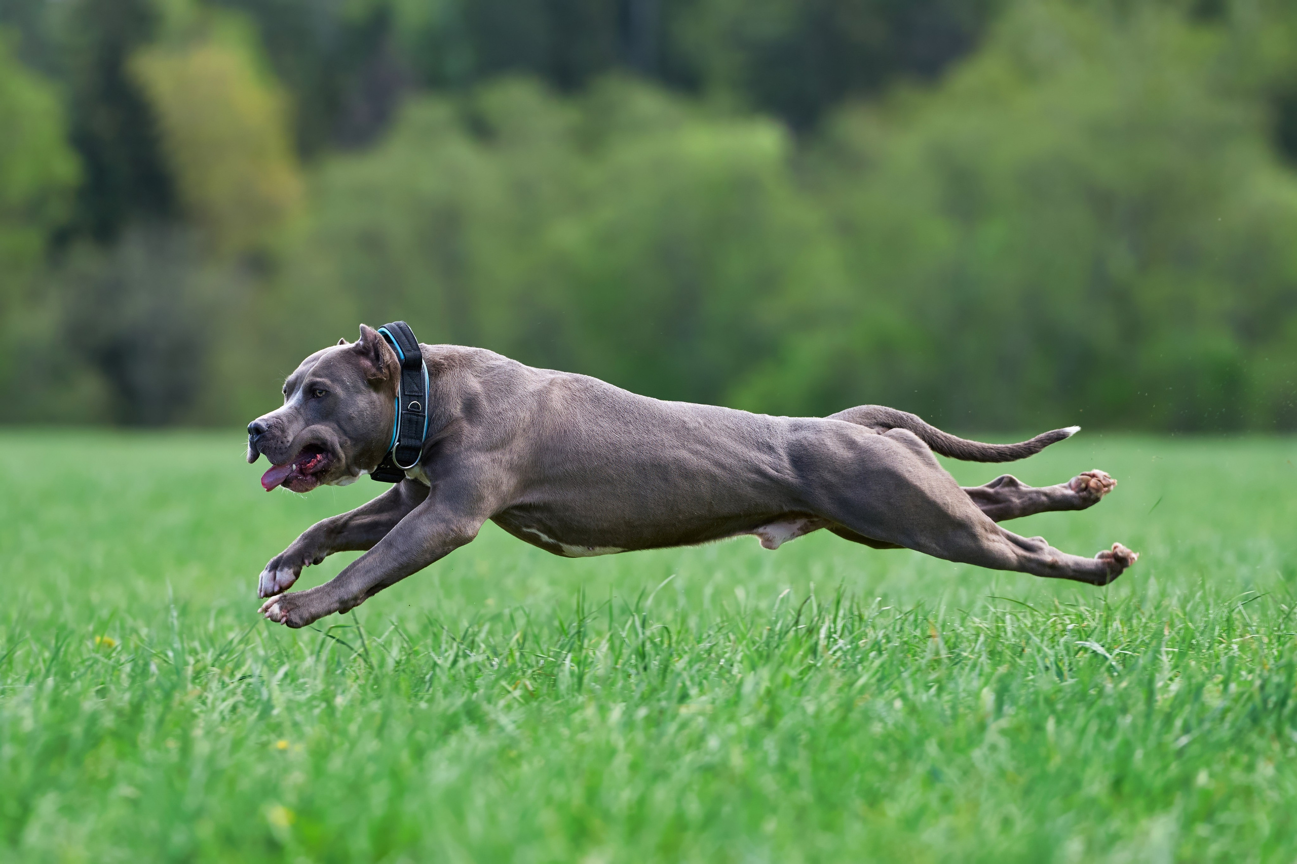 Тренировка по курсингу «на Ярославке». Фотограф-анималист Михаил Манухин