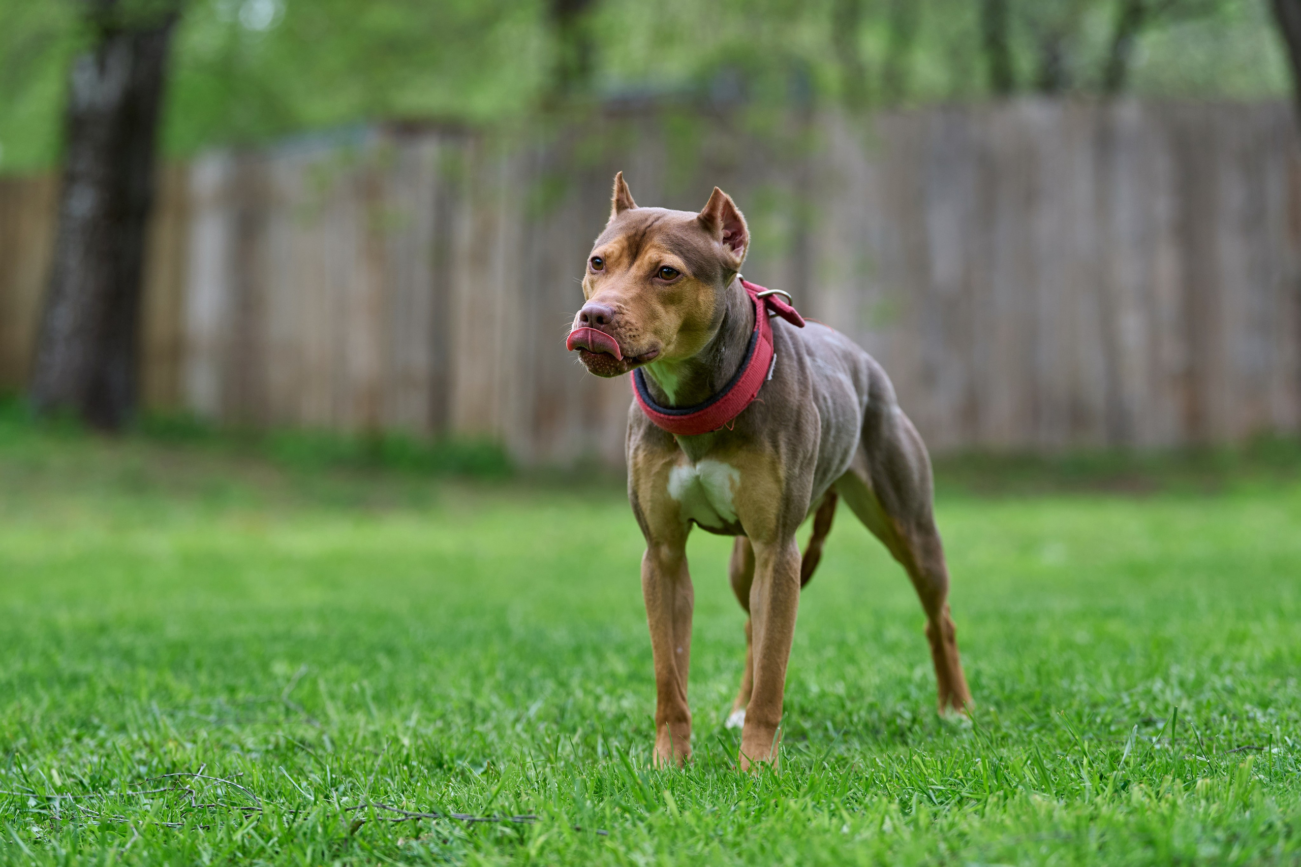 Фотосессия на площадке Jump'n'Gym. Фотограф-анималист Михаил Манухин