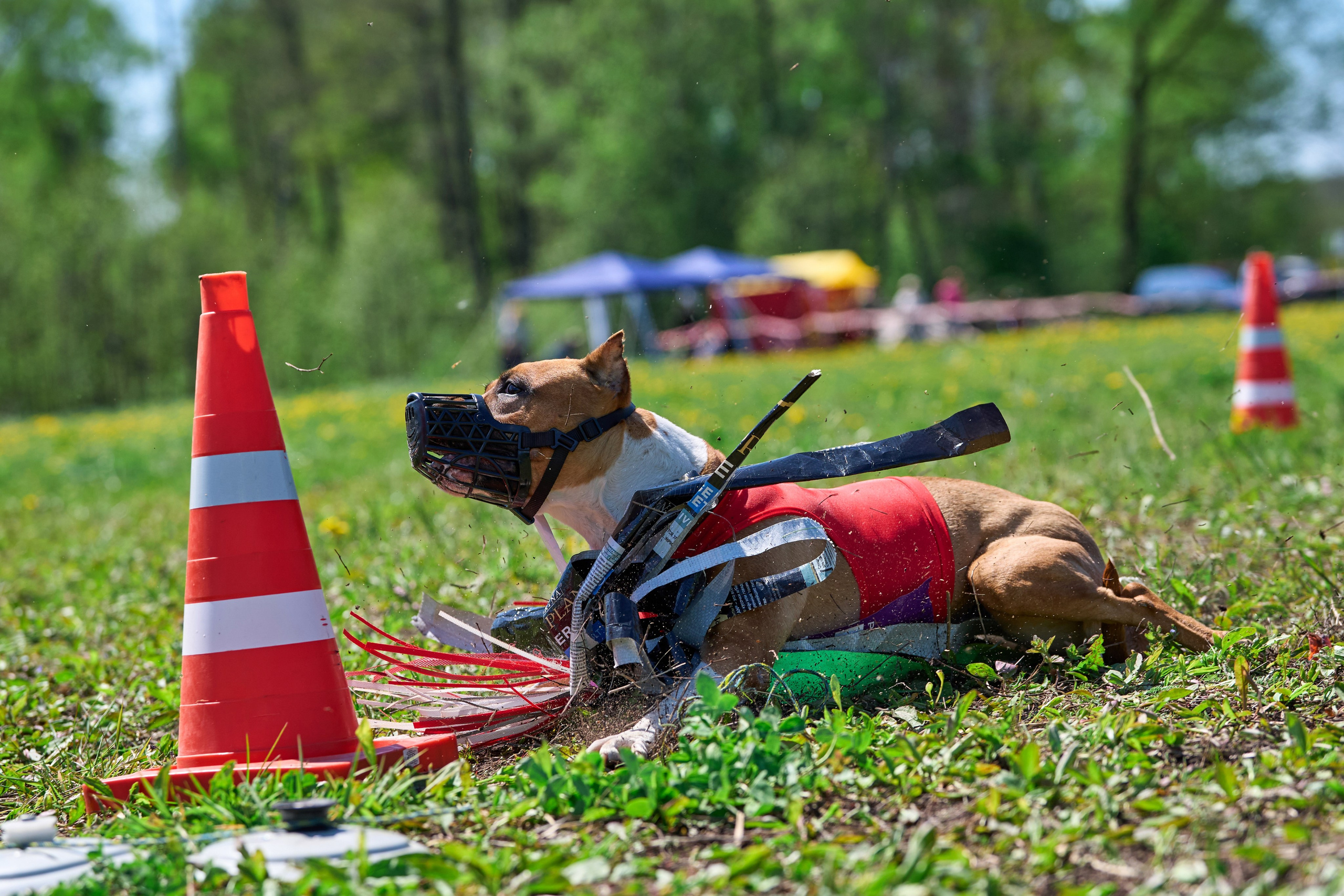 Квалификация по курсингу Донино. Фотограф-анималист Михаил Манухин