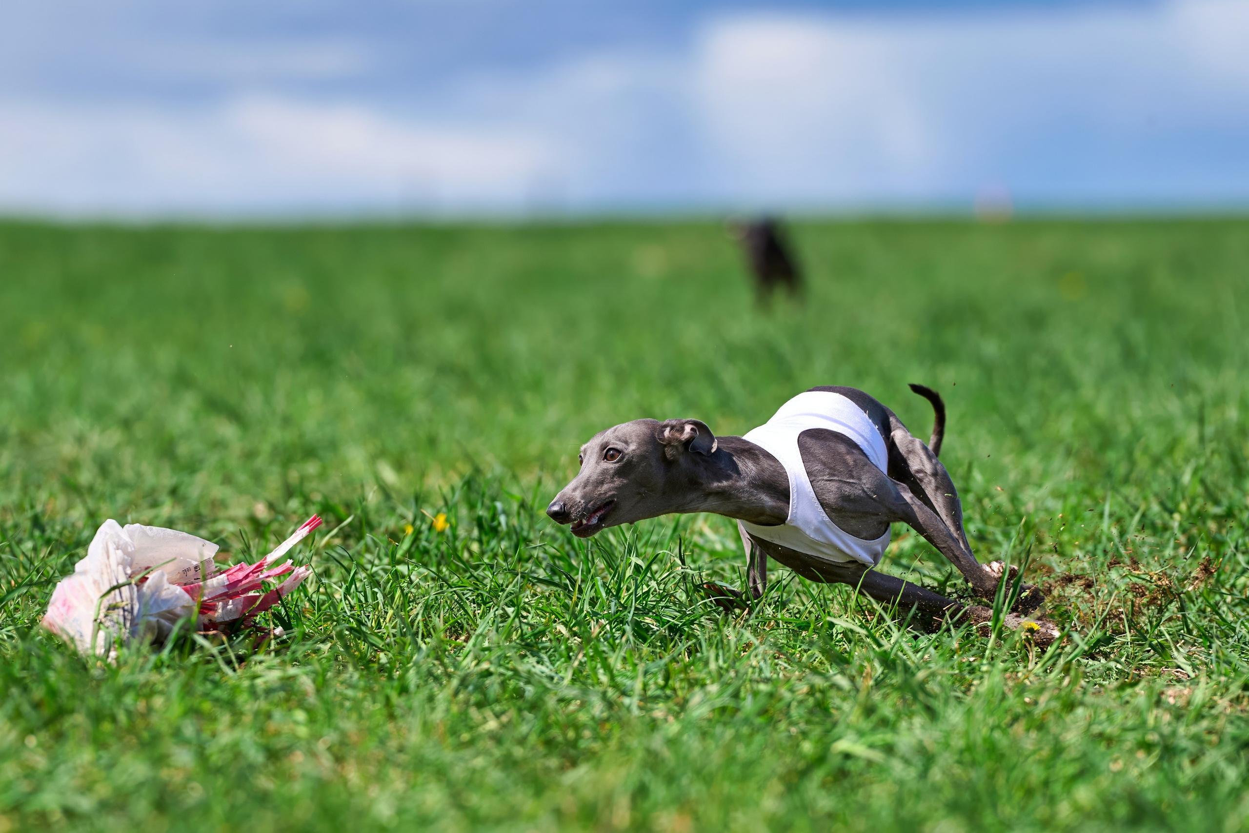 Тренировка по курсингу «на Ярославке». Фотограф-анималист Михаил Манухин