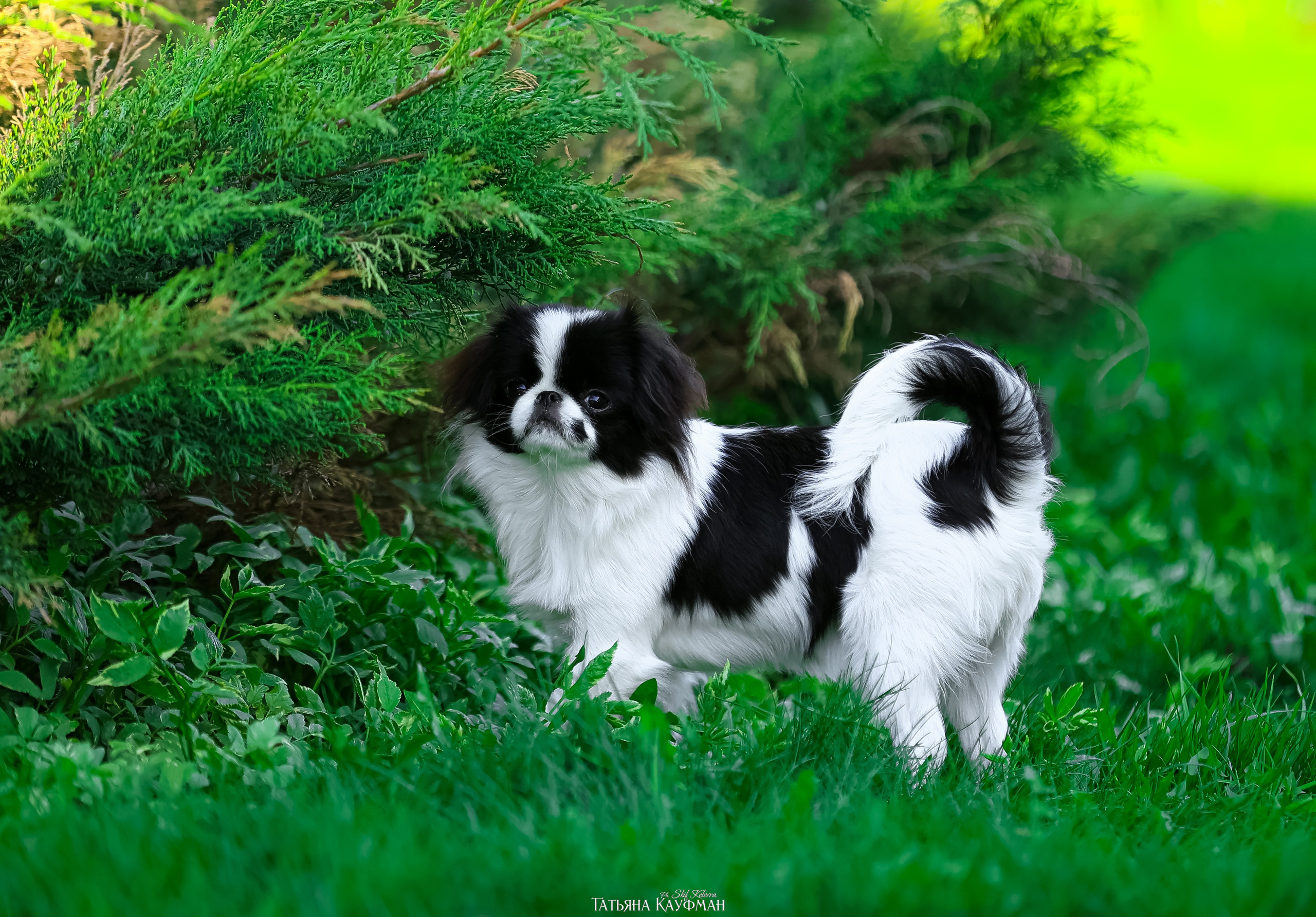 Японский хин, фотография японский хин, собака в цветах, красивая собака, фотограф анималист, фотокурс Анималистика, научиться фотографировать собак, фотограф Новосибирск