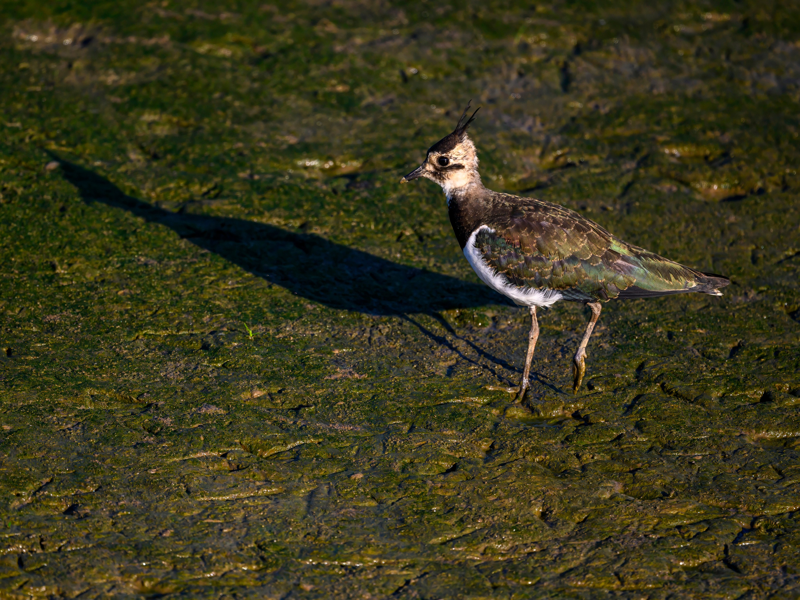 Цапли и совы. Herons and Owls. Wildlife photography by Sergey Puponin