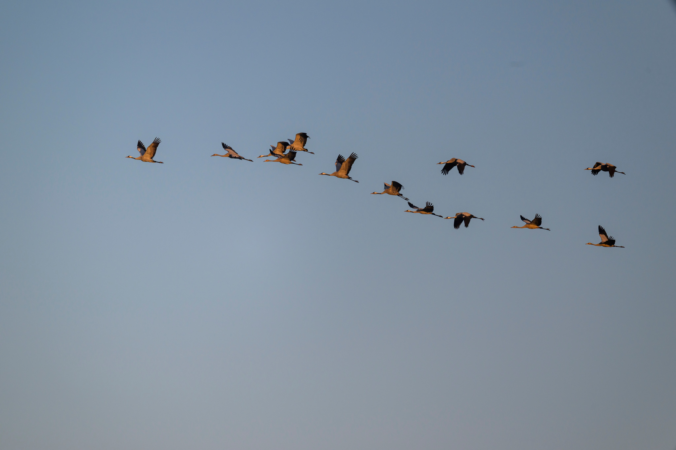 Журавли издеваются. The cranes are making fun of me. Wildlife photography by Sergey Puponin