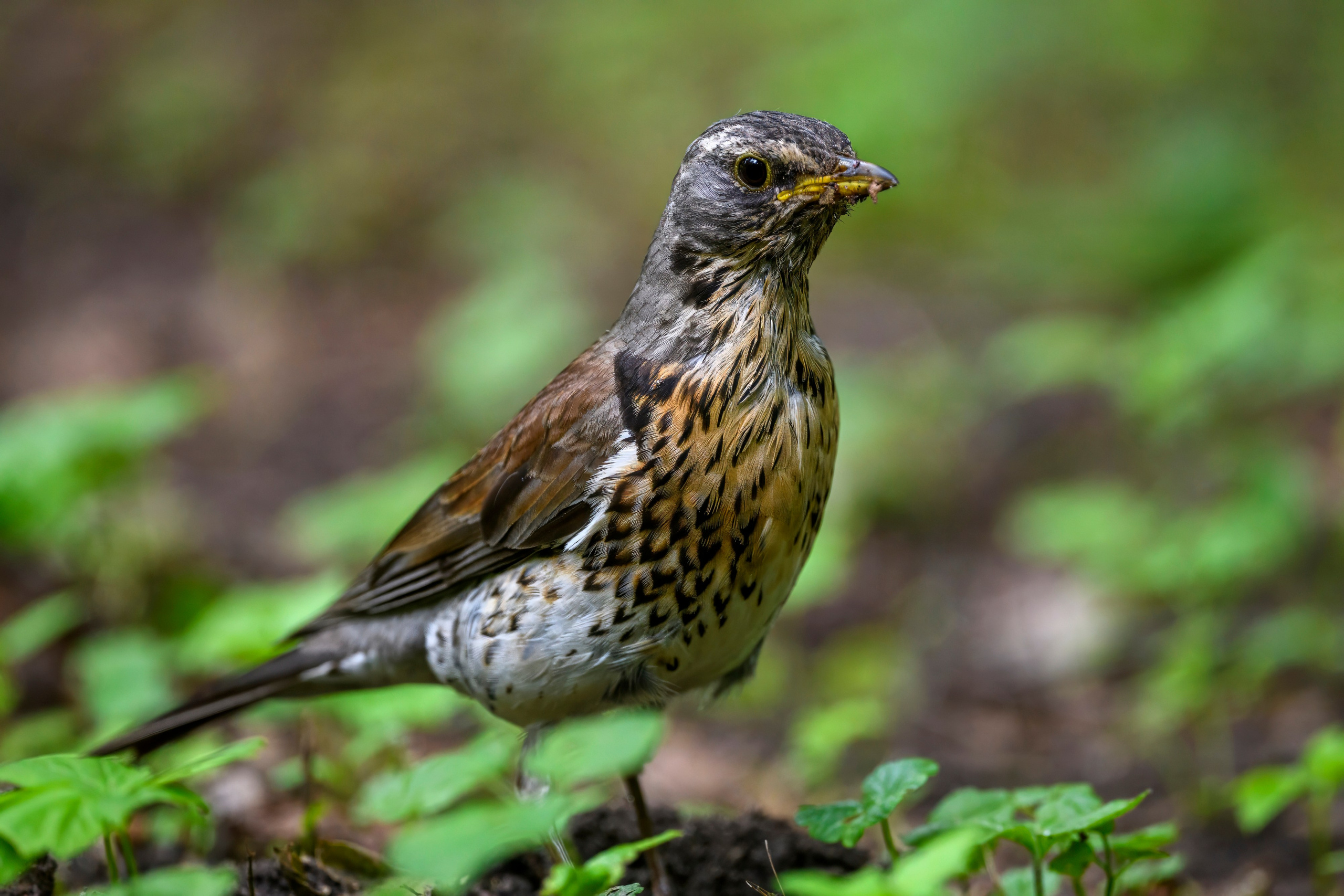 ГБС, Москва. Фотограф Сергей Пупонин