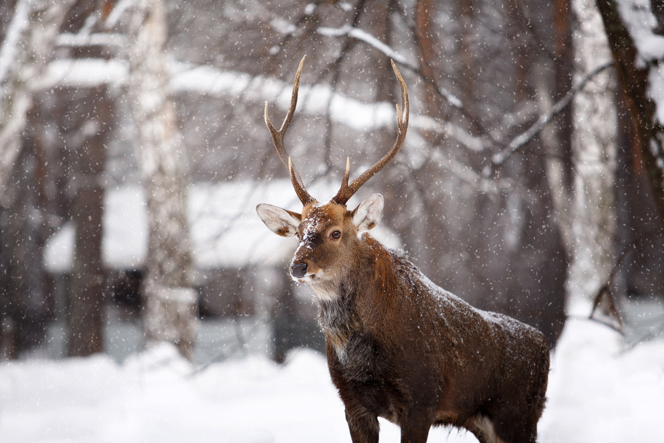 Подберу кадр под ваш интерьер и настроение. Фотограф Кирилл Мешков Кемерово