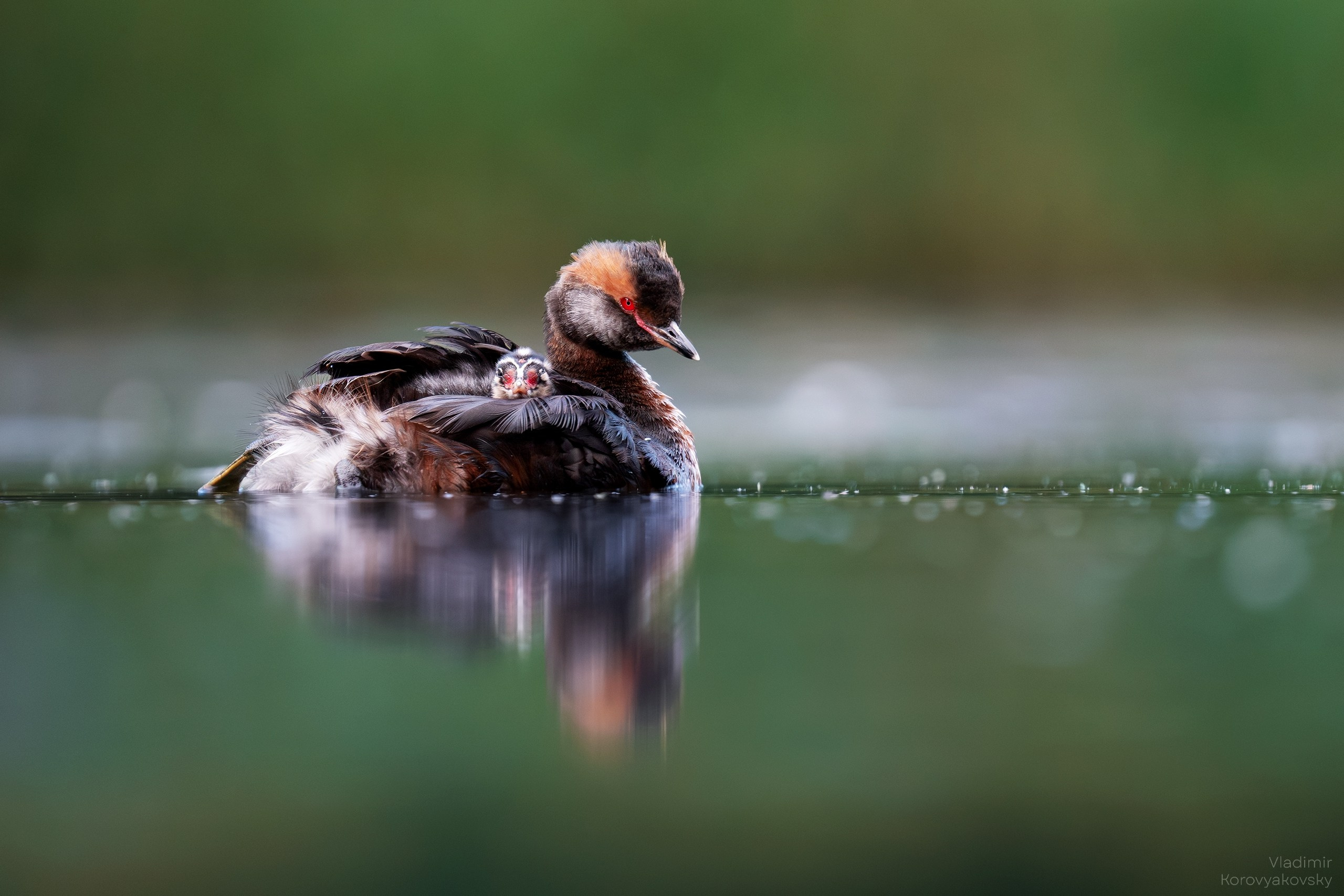 Животные. Фотограф Владимир Коровяковский
