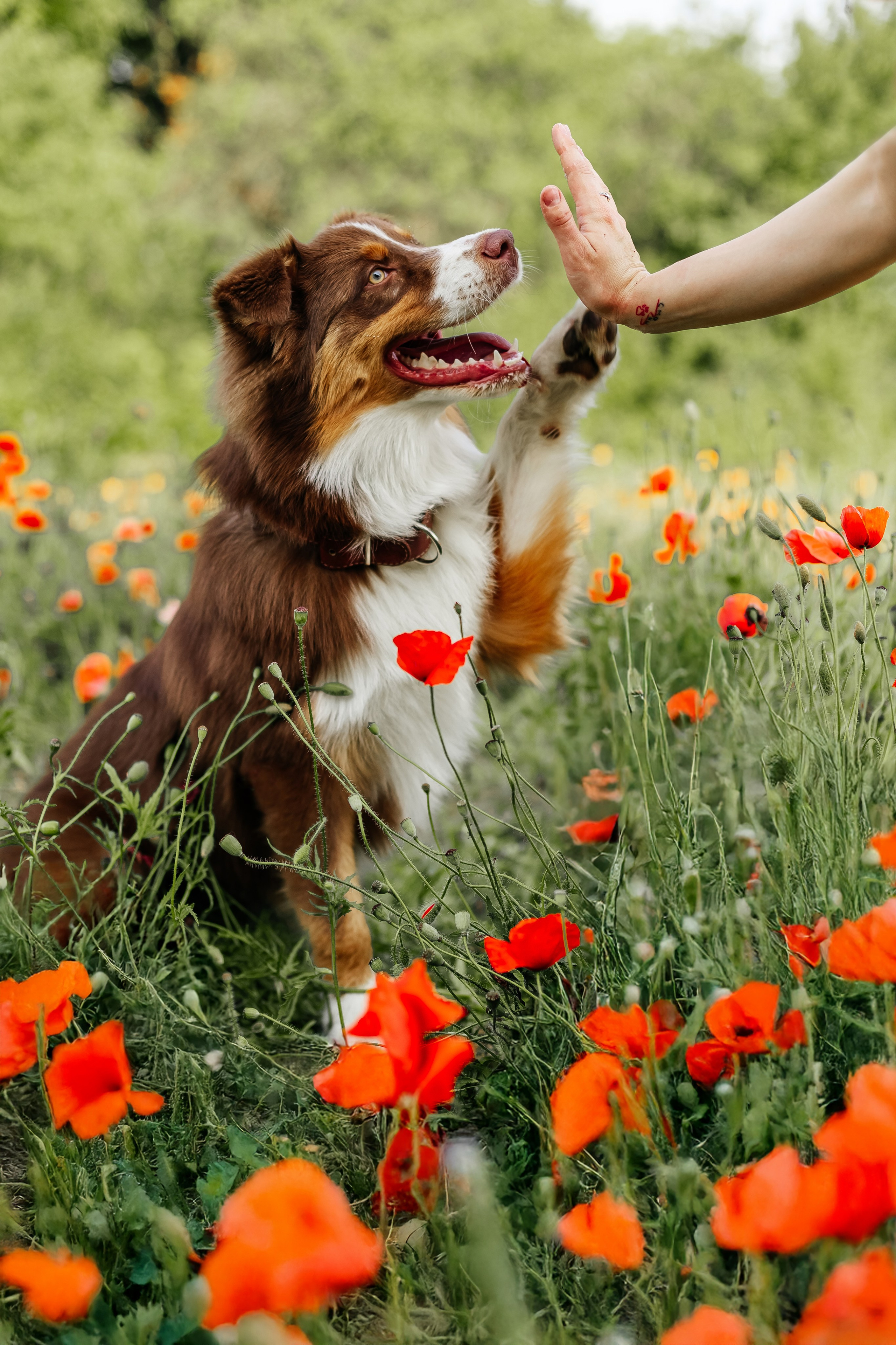 Портфолио animal. Фотограф — анималист Маргарита Хелбен Краснодар