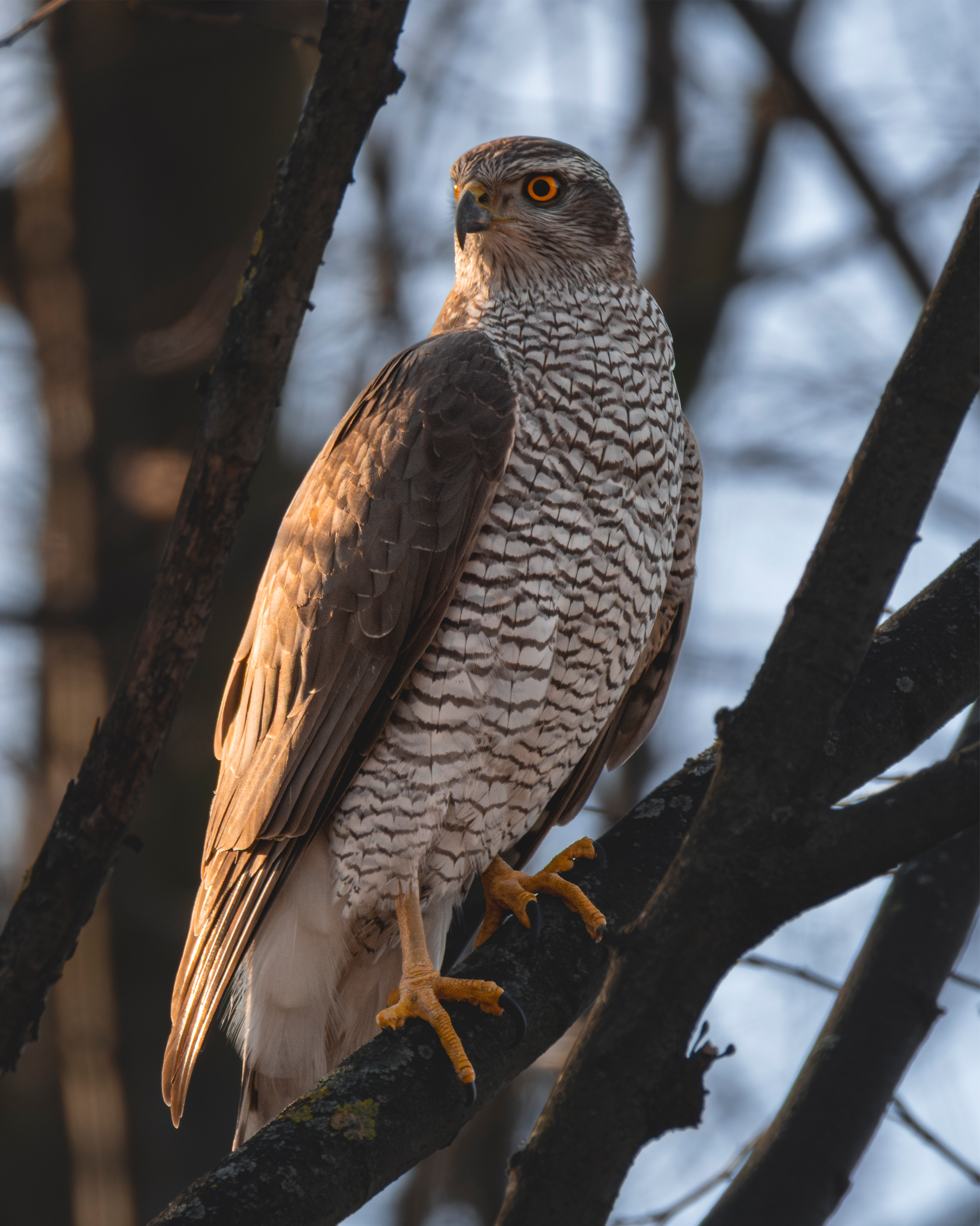 Фотограф дикой природы Роман Исаенков