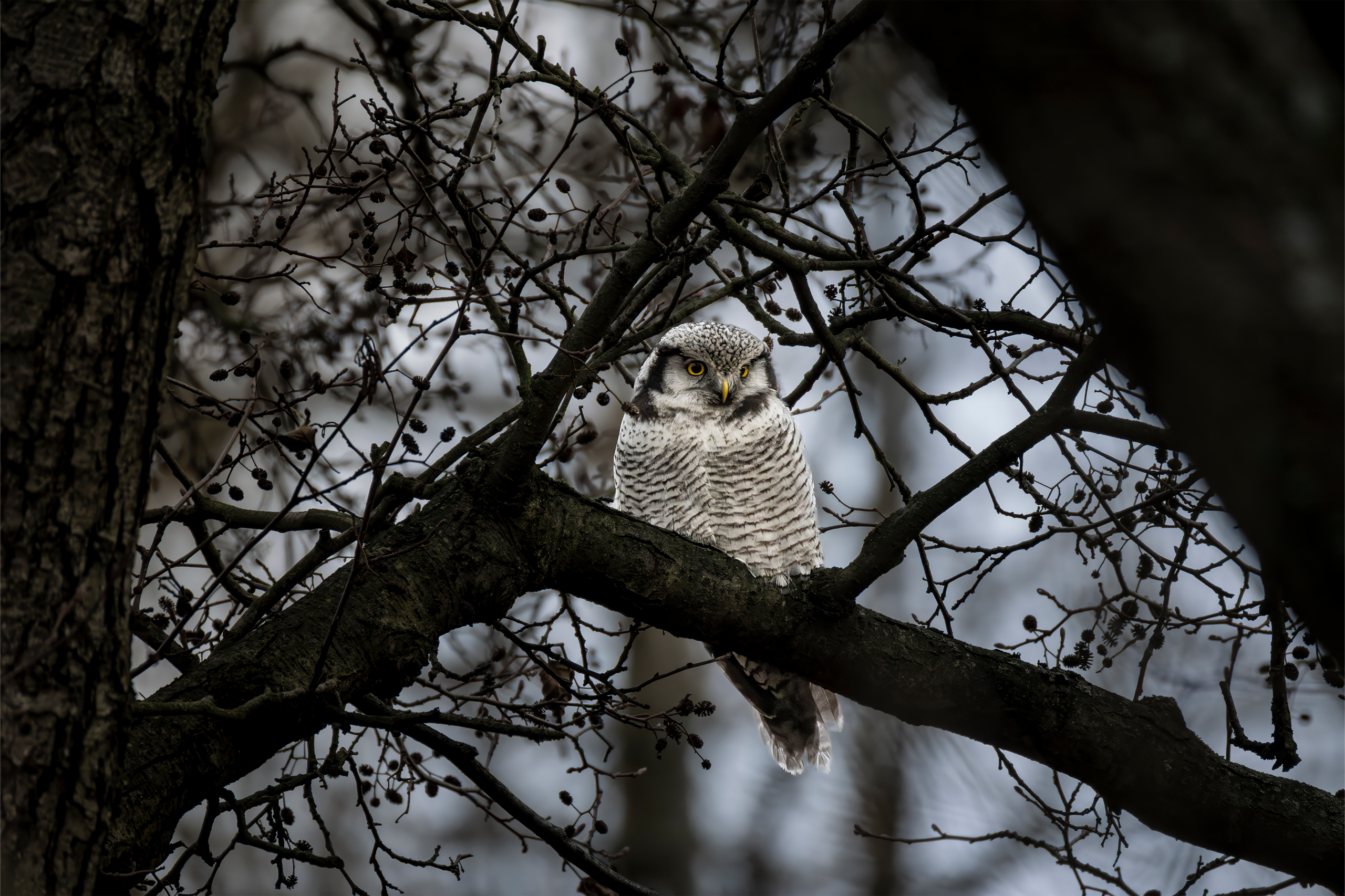 Фотограф дикой природы Роман Исаенков