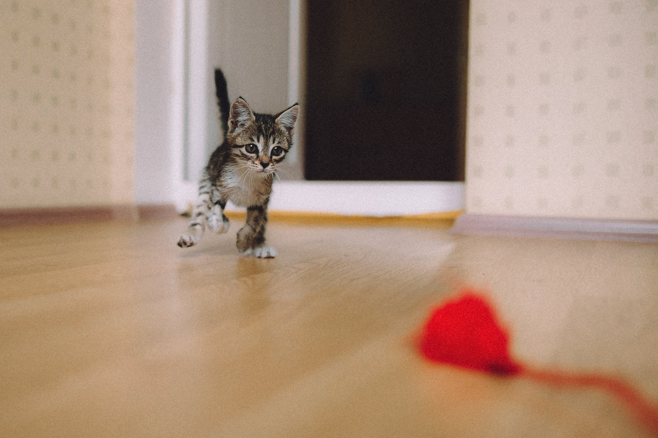 Более 30 идей для фотосессии с котенком