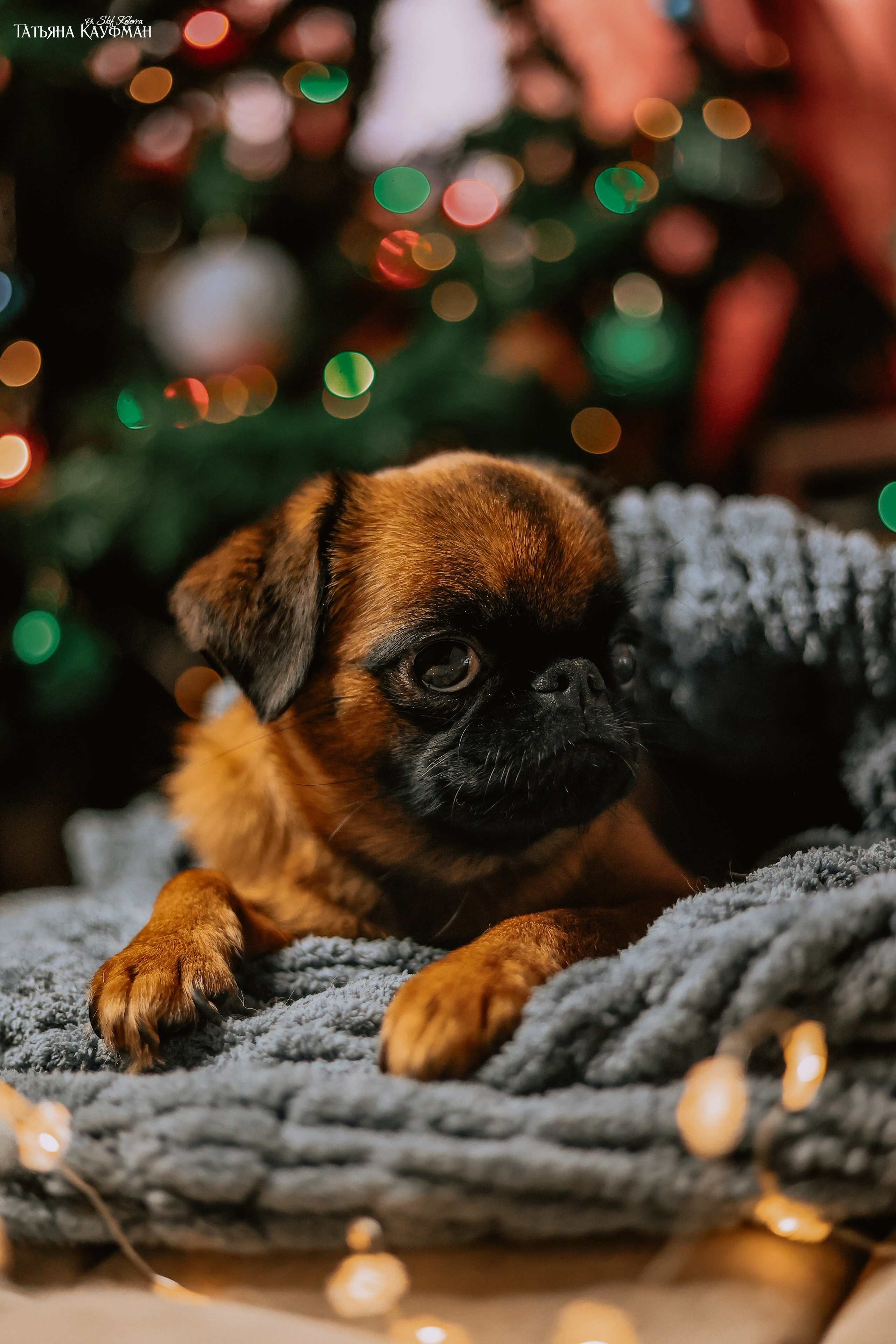 Малый брабансон, фотография брабансон, красивая собака, фотограф анималист, фотокурс Анималистика, научиться фотографировать собак, фотограф Новосибирск