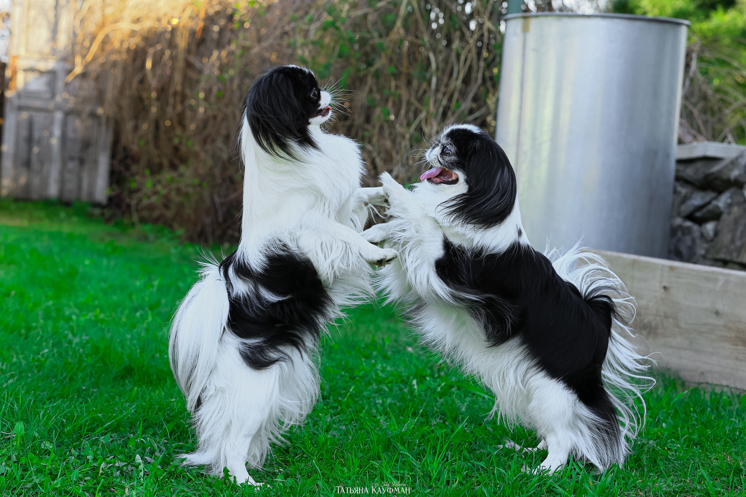 Японский хин, фотография японский хин, собака в цветах, красивая собака, фотограф анималист, фотокурс Анималистика, научиться фотографировать собак, фотограф Новосибирск