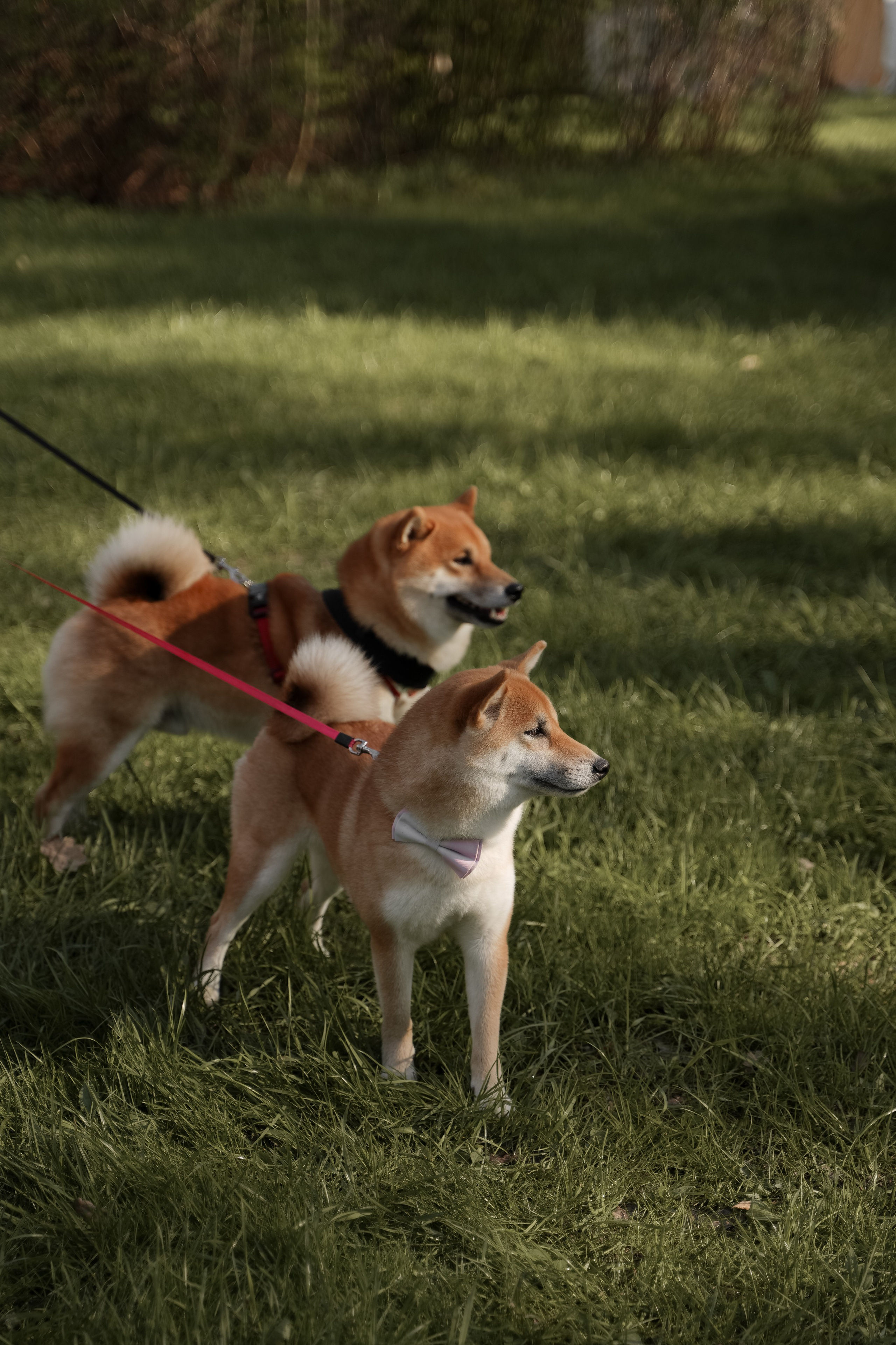 Ольга и Даниил. Свадебный фотограф Марина Попова