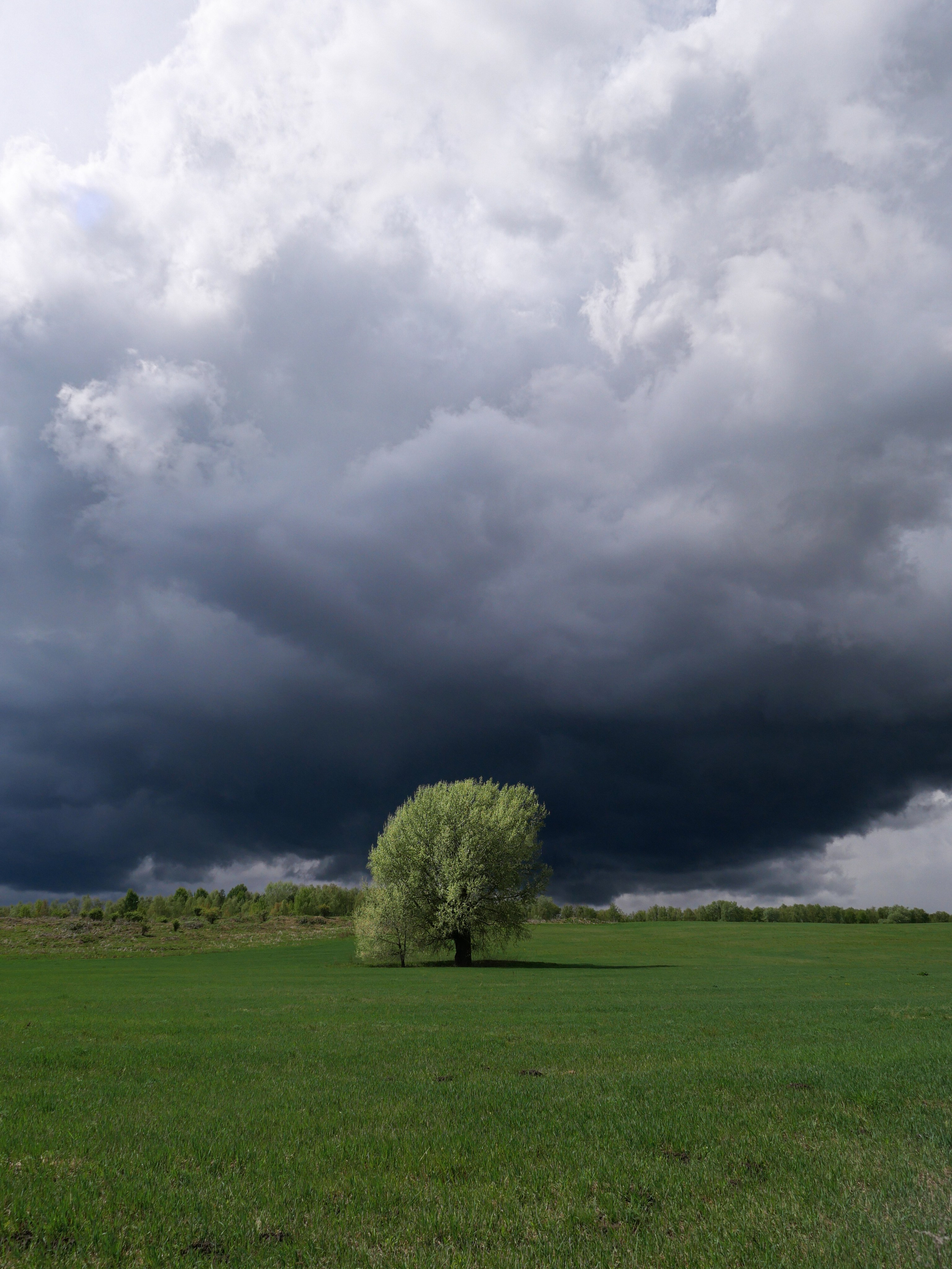 Фото для интерьера с природой дерево в поле