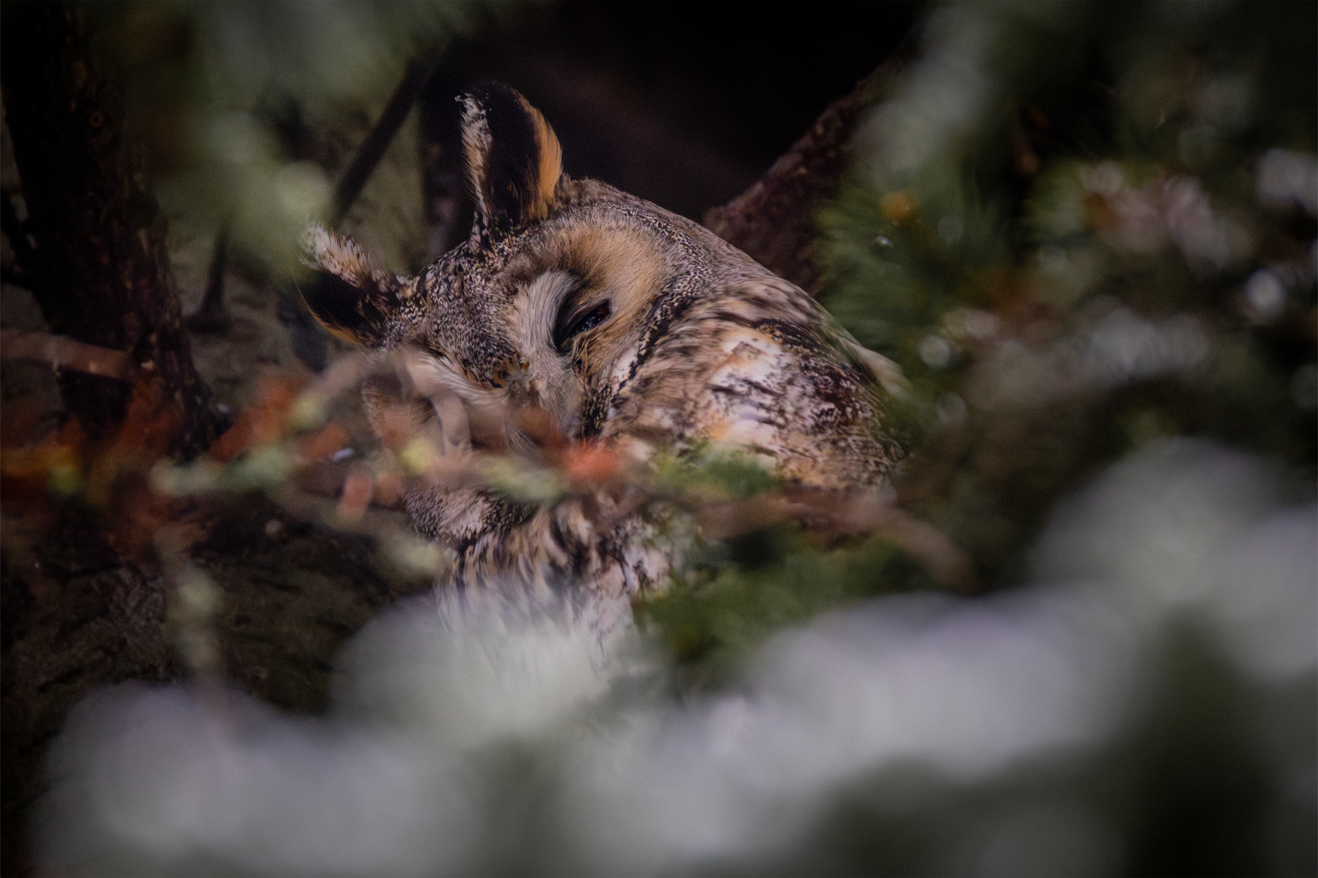 Фотограф дикой природы Роман Исаенков