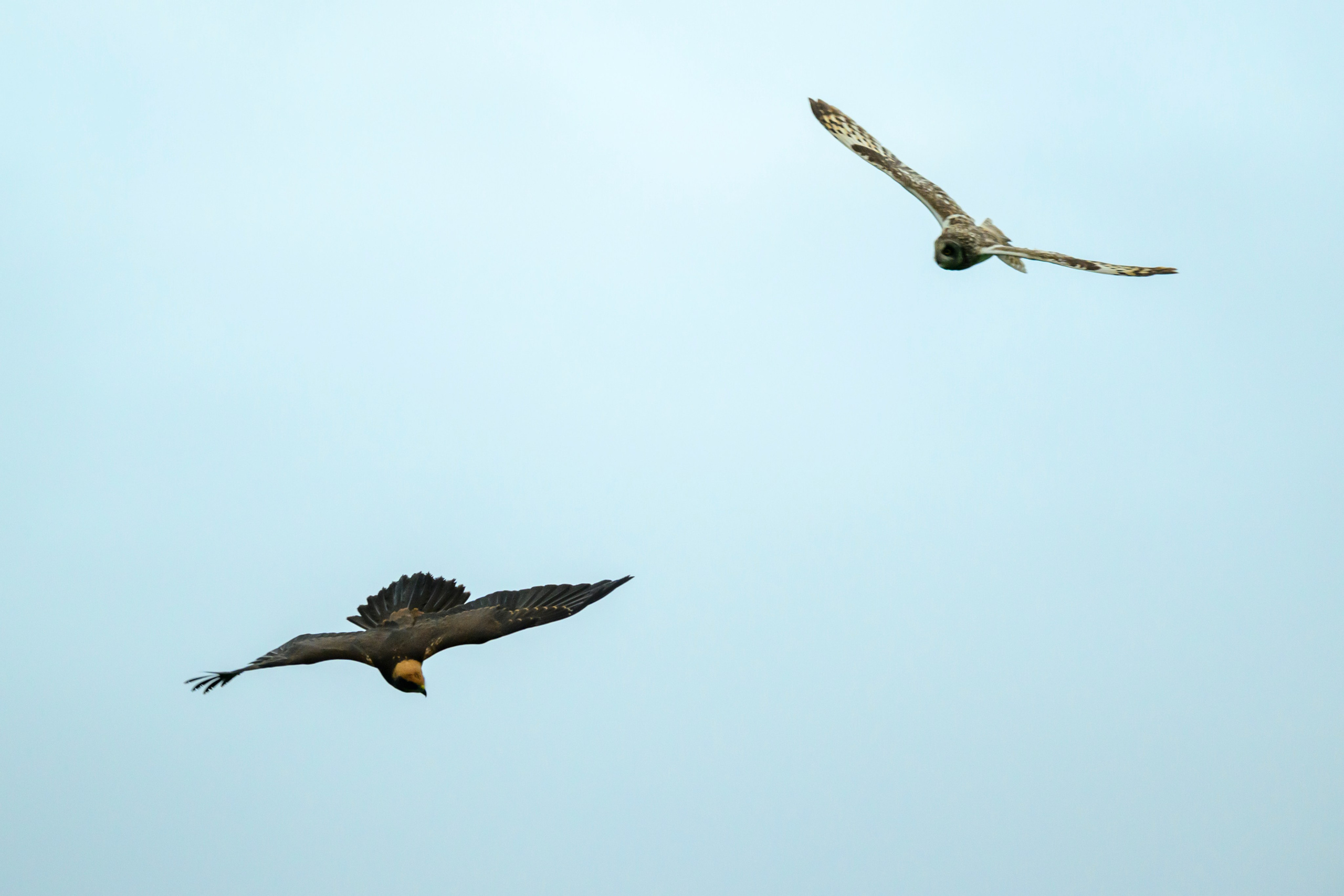 Сова и лунь. The Owl and the Harrier. Wildlife photography by Sergey Puponin