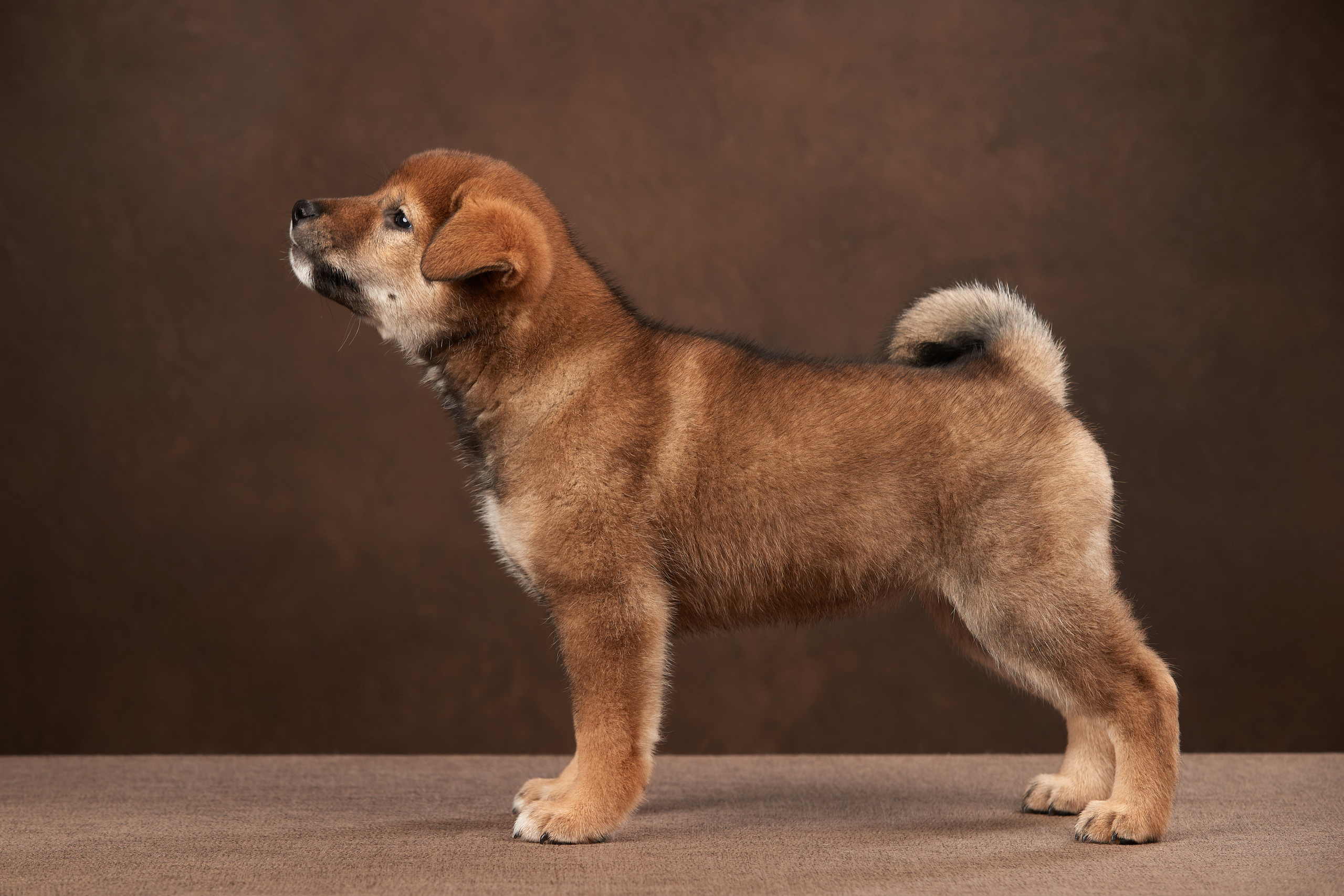 Съемка щенков на дому в Санкт-Петербурге, сиба-ину