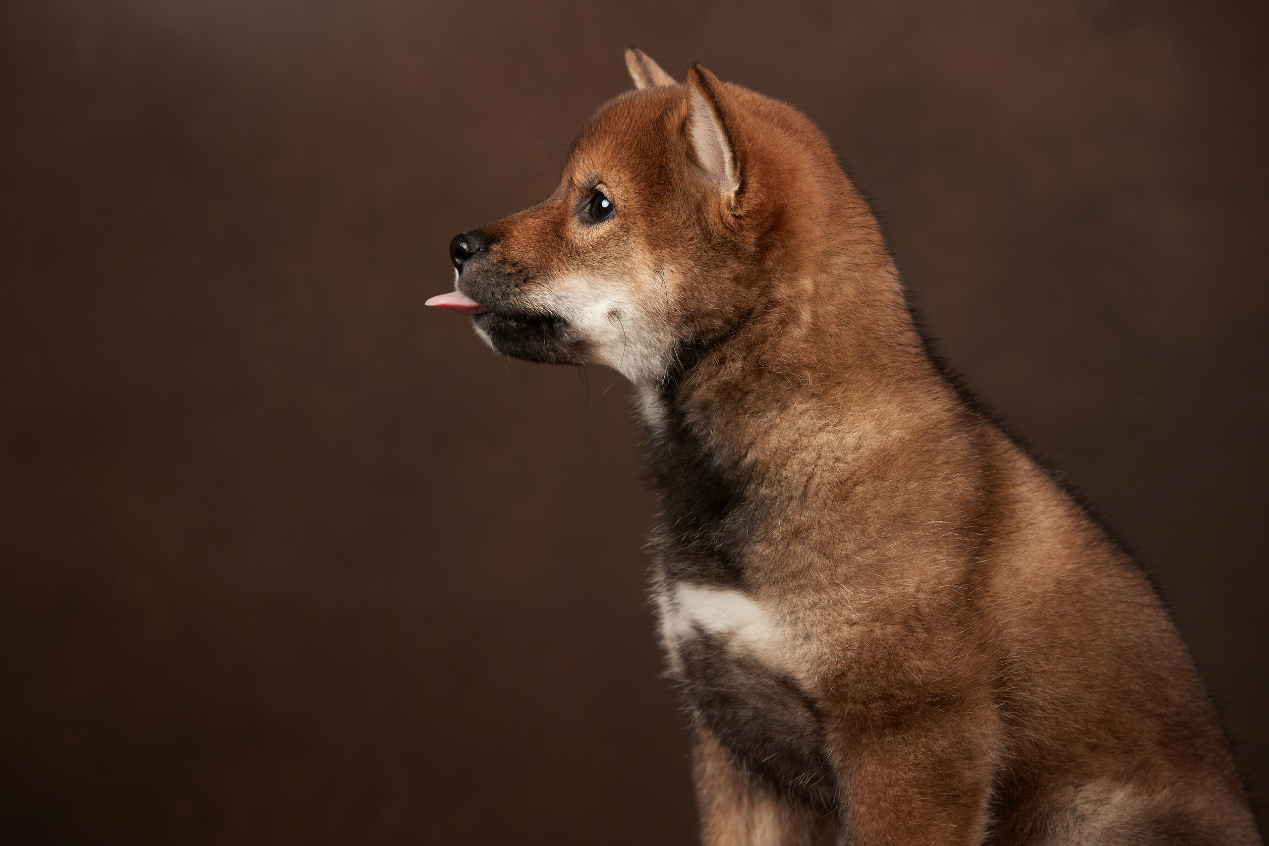 Съемка щенков на дому в Санкт-Петербурге, сиба-ину