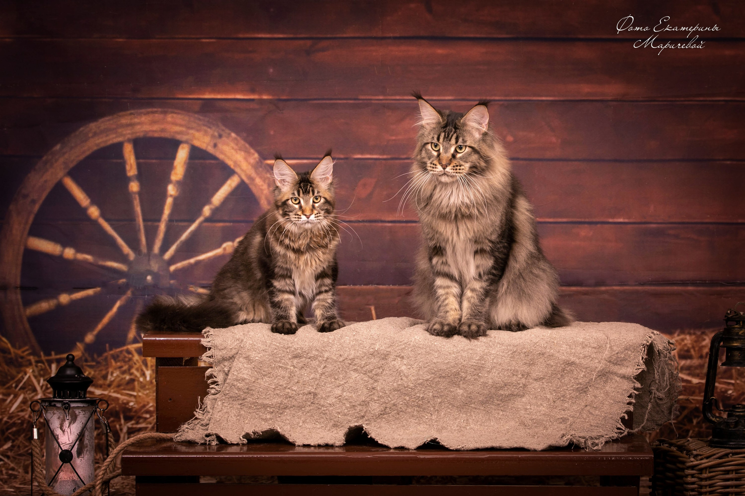 Фоны большого размера. Фотограф-анималист в Омске Екатерина Маричева