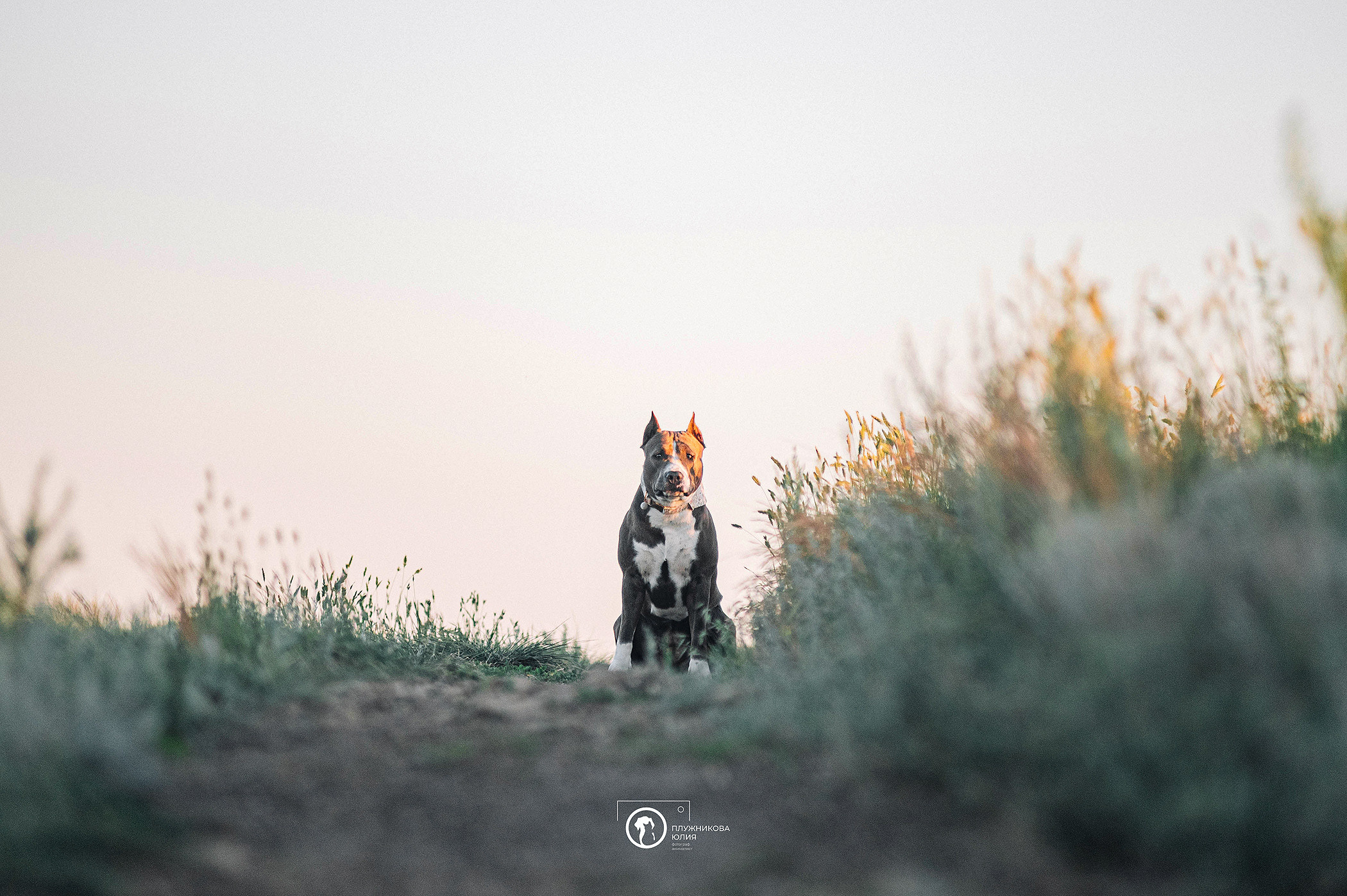 Юлия и Бэтти. Фотограф — анималист Саратов/Москва|Плужникова Юлия