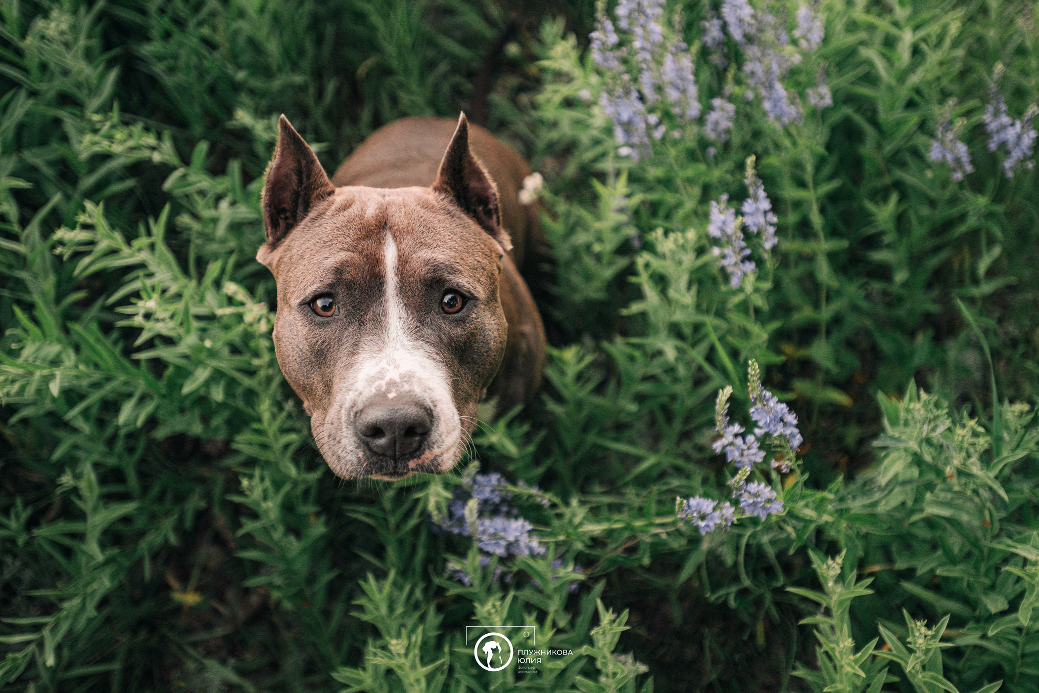 Юлия и Бэтти. Фотограф — анималист Саратов/Москва|Плужникова Юлия